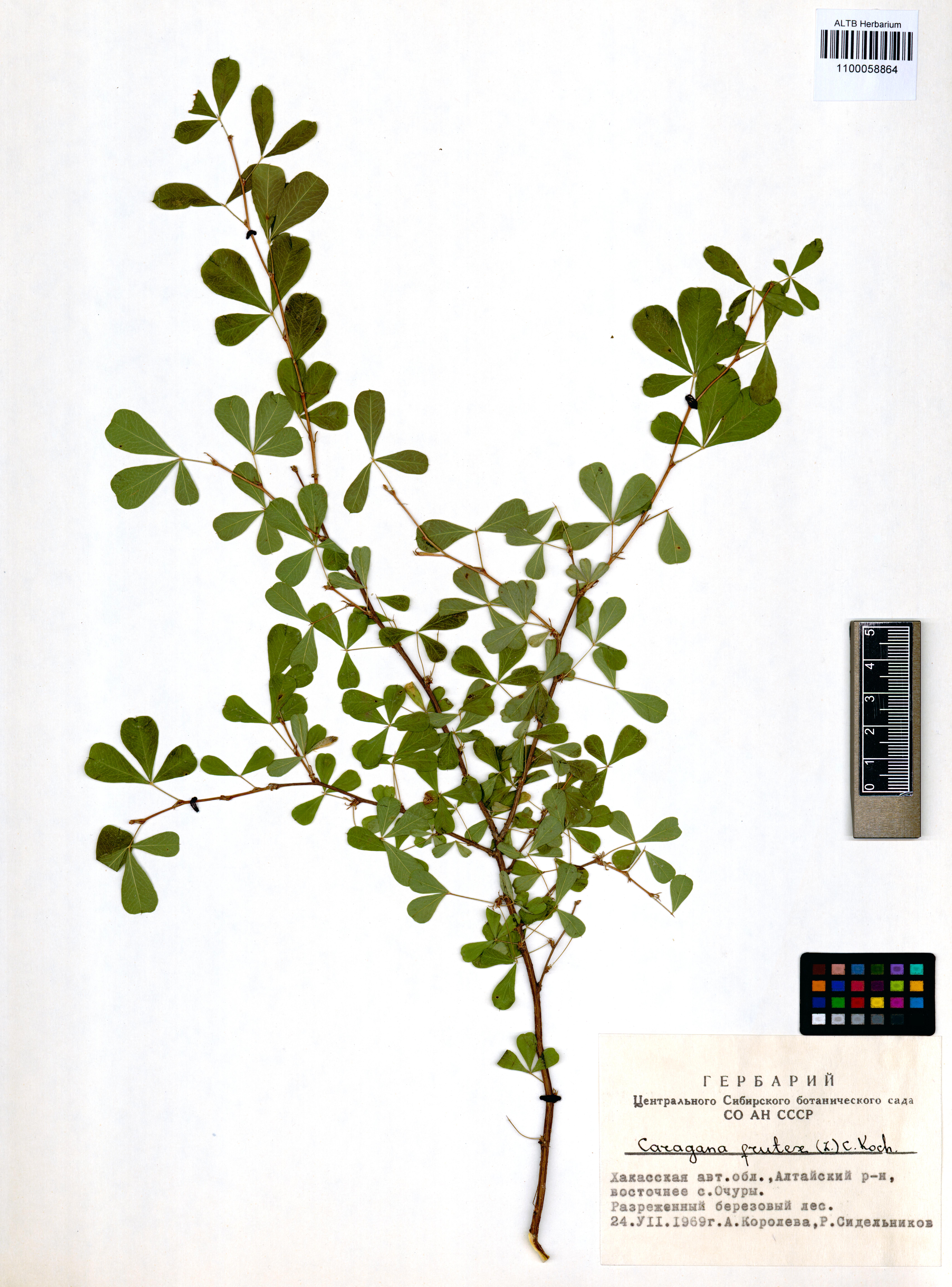Fabaceae,Caragana frutex (L.) K.Koch