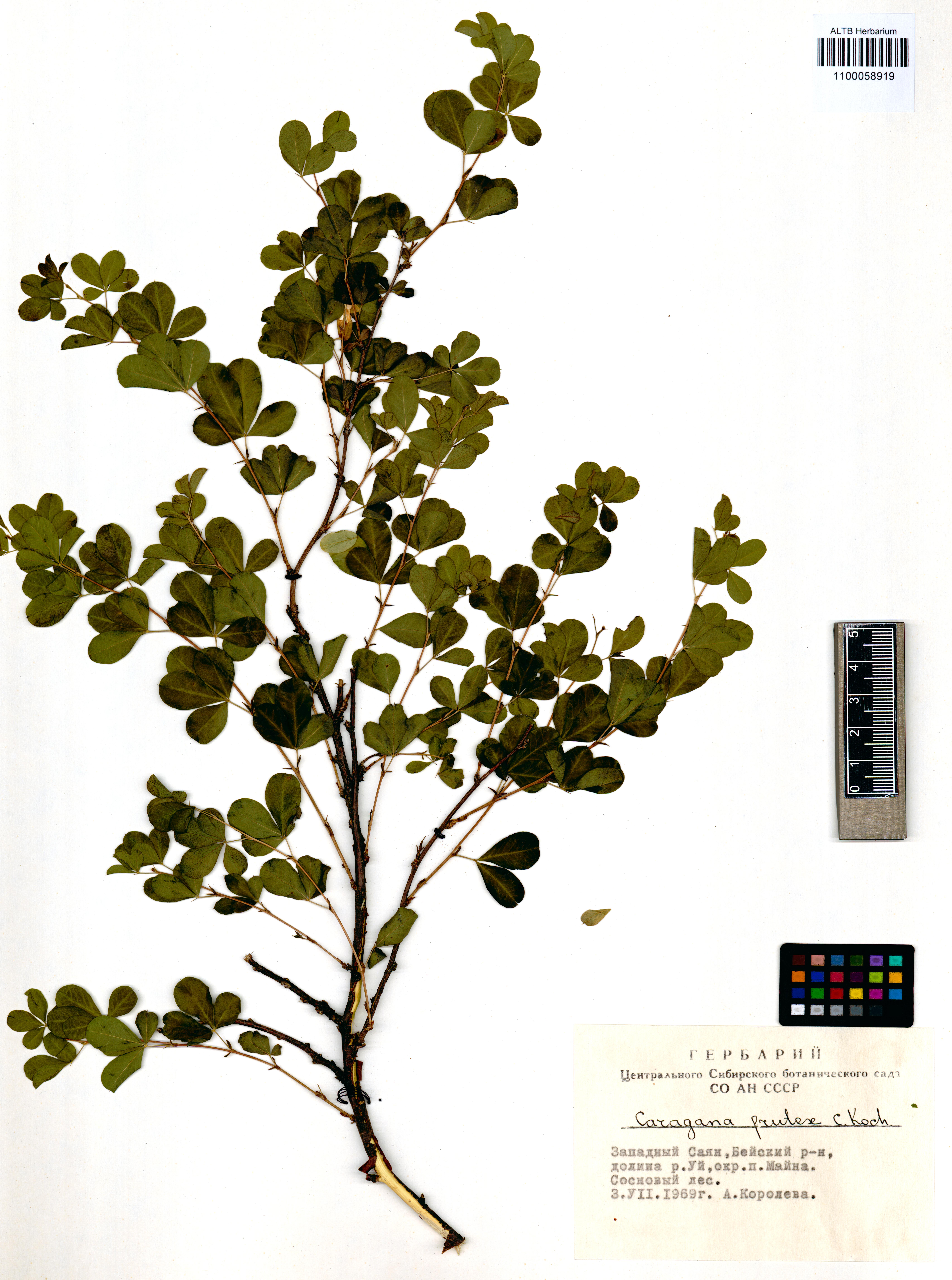 Fabaceae,Caragana frutex (L.) K.Koch