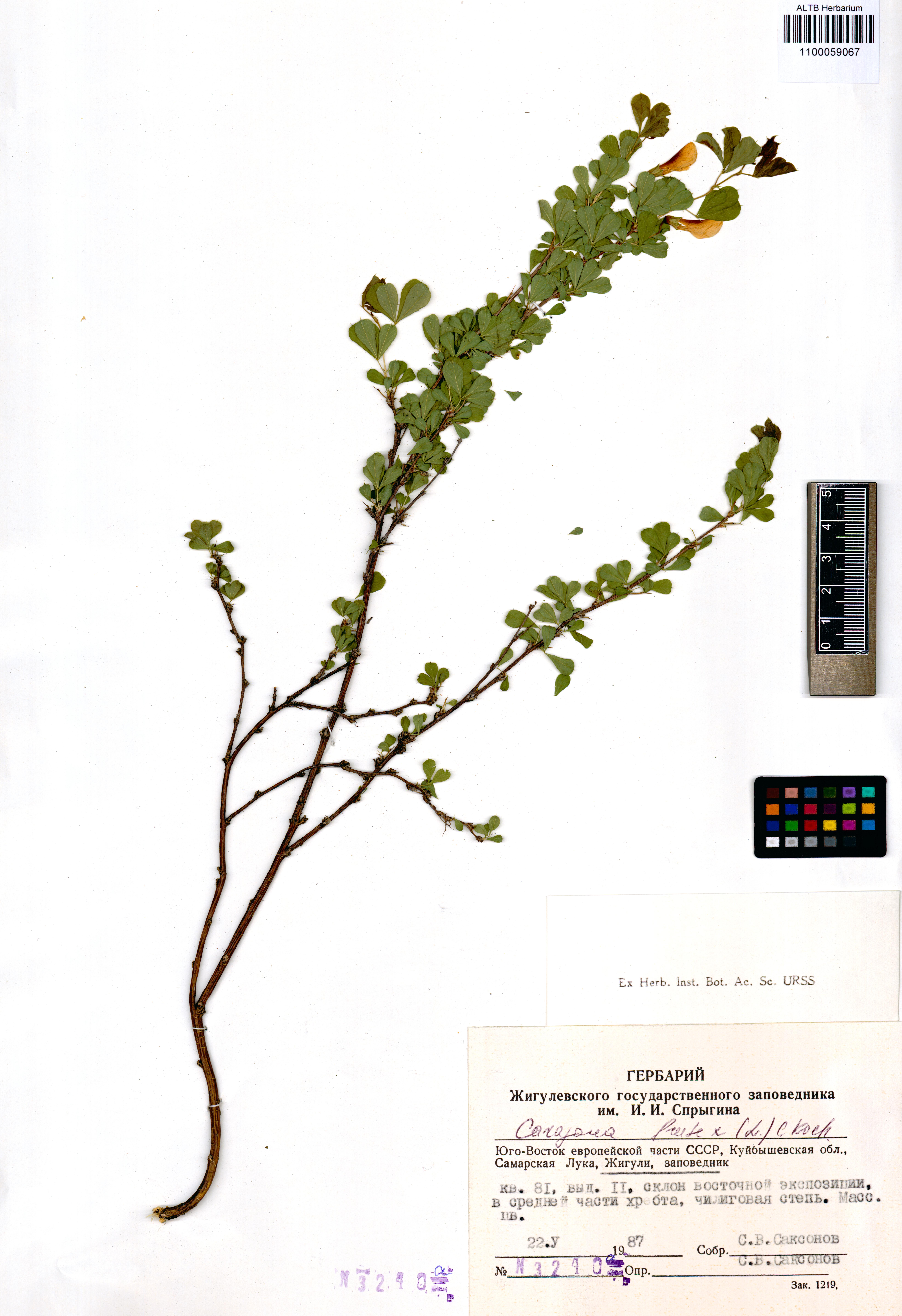 Caragana frutex (L.) K.Koch