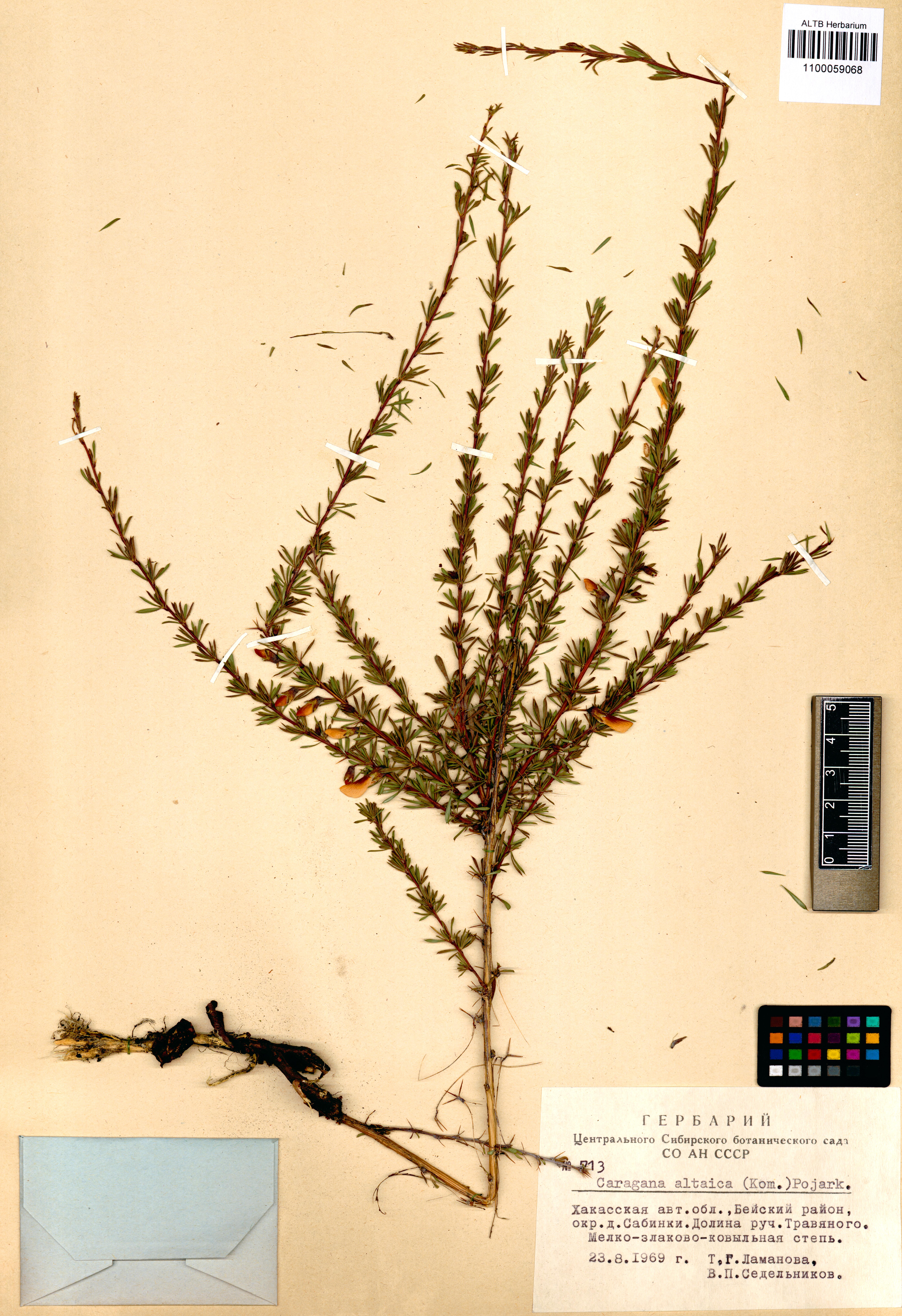 Caragana altaica (Kom.) Pojark.