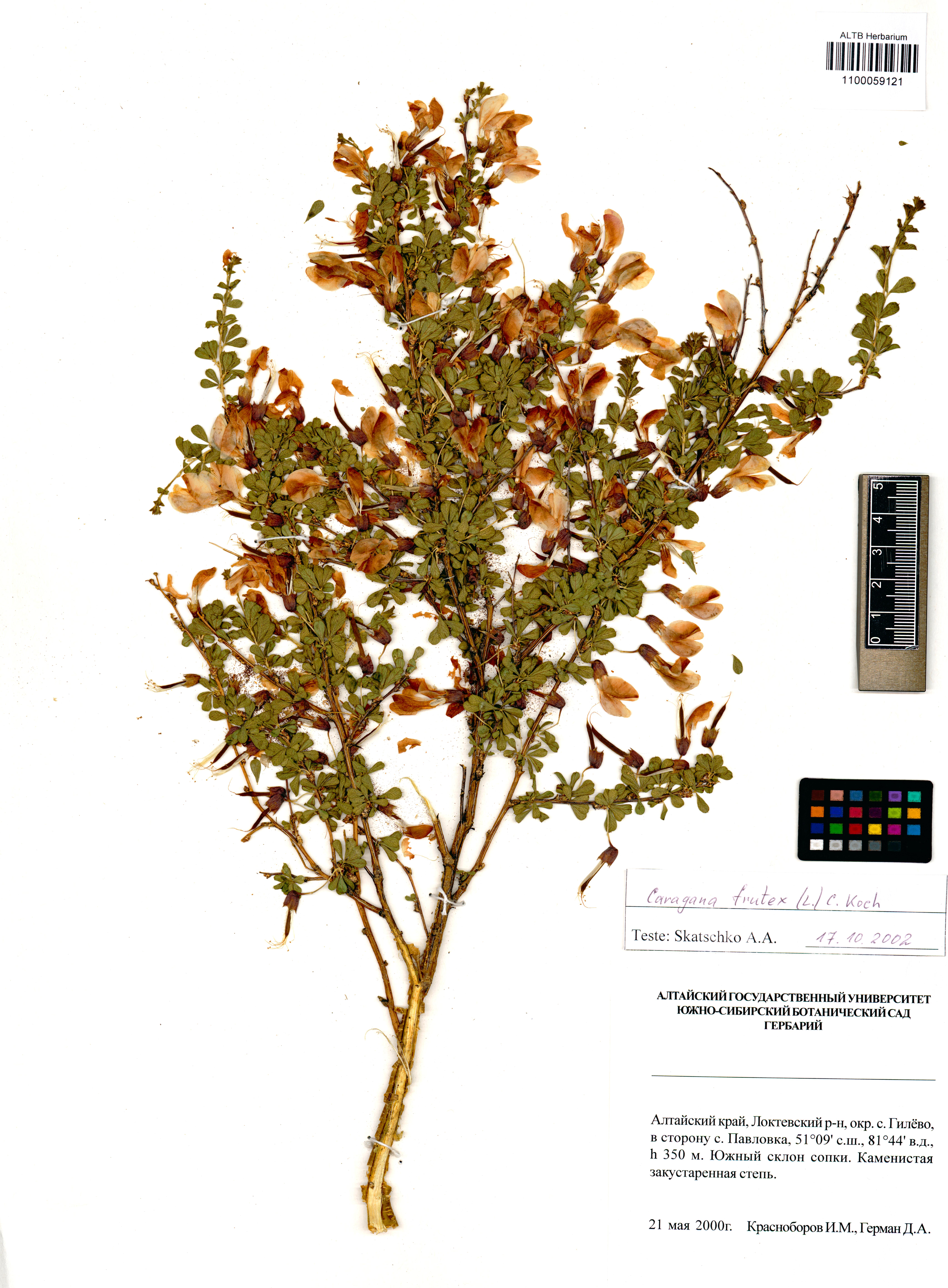 Caragana frutex (L.) K.Koch