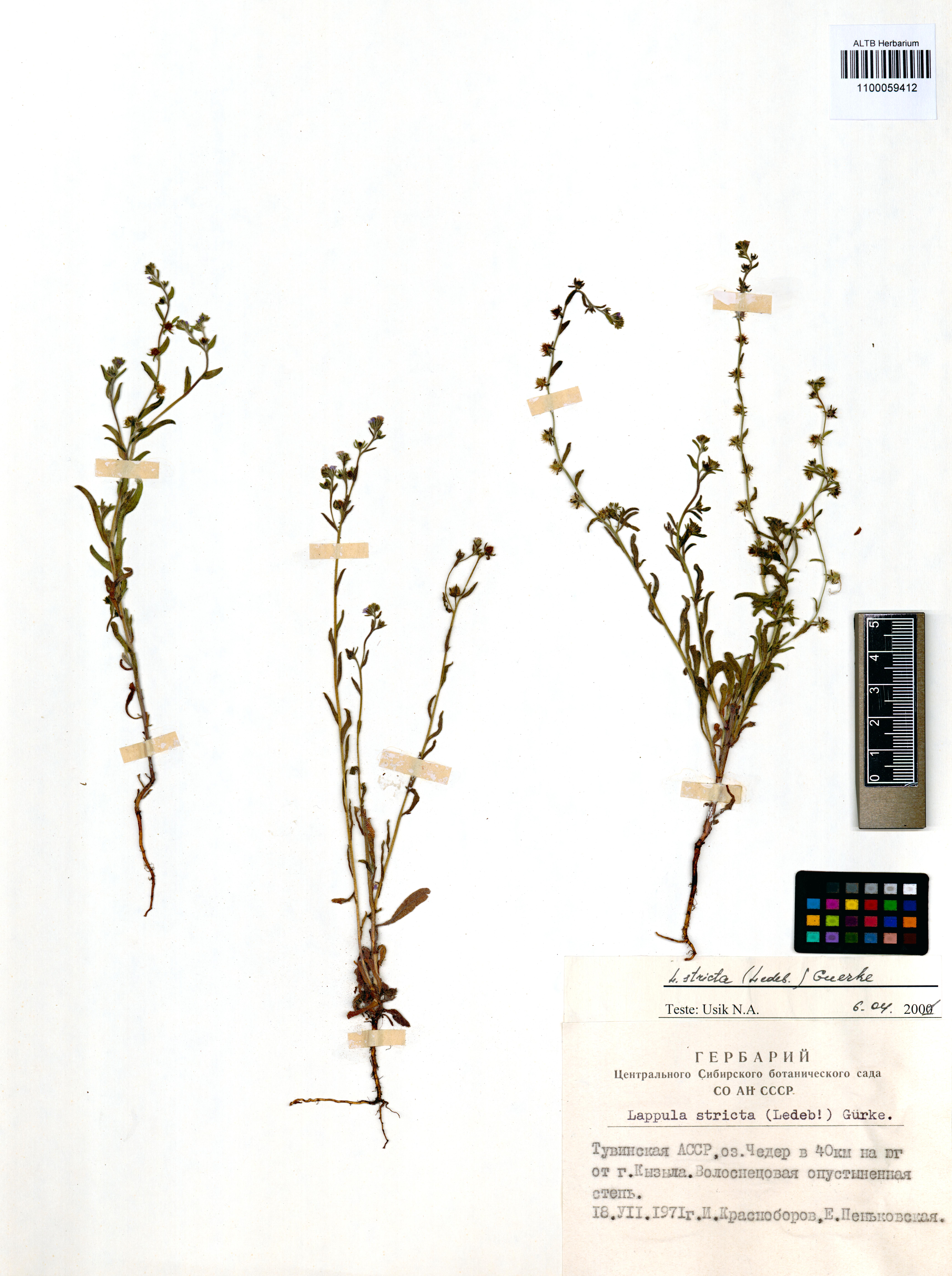Lappula stricta (Ledeb.) Gürke
