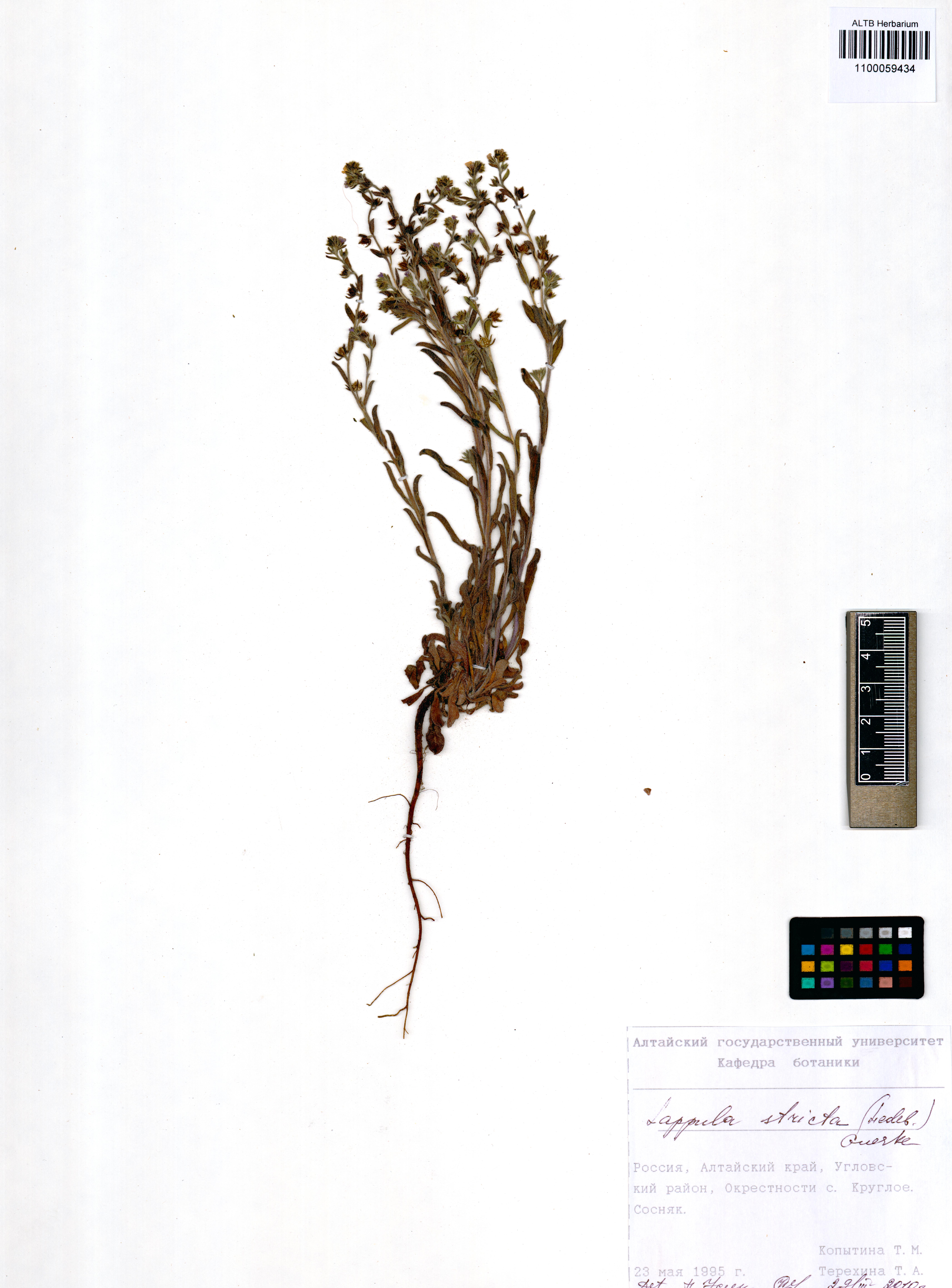 Lappula stricta (Ledeb.) Gürke
