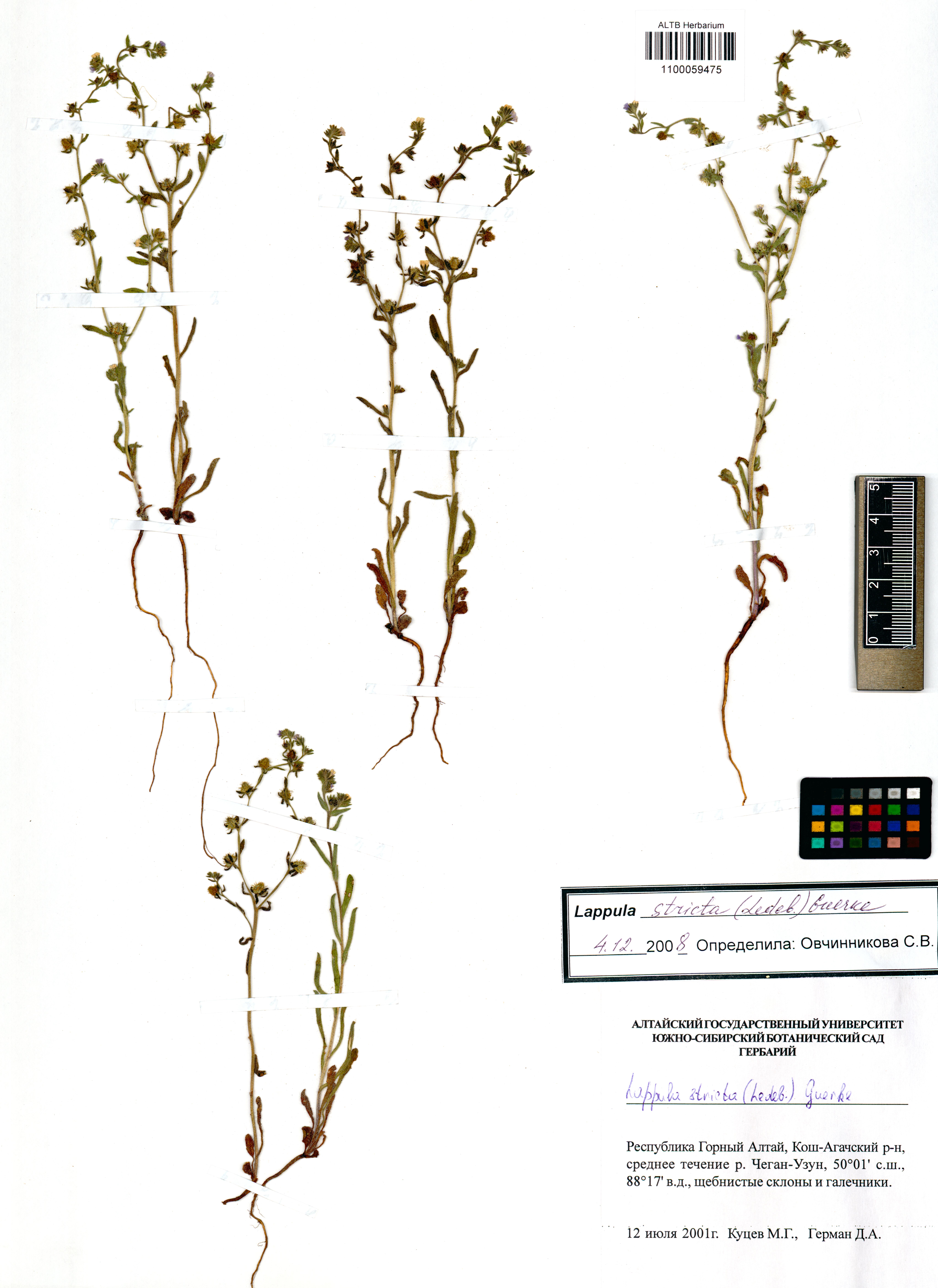 Lappula stricta (Ledeb.) Gürke