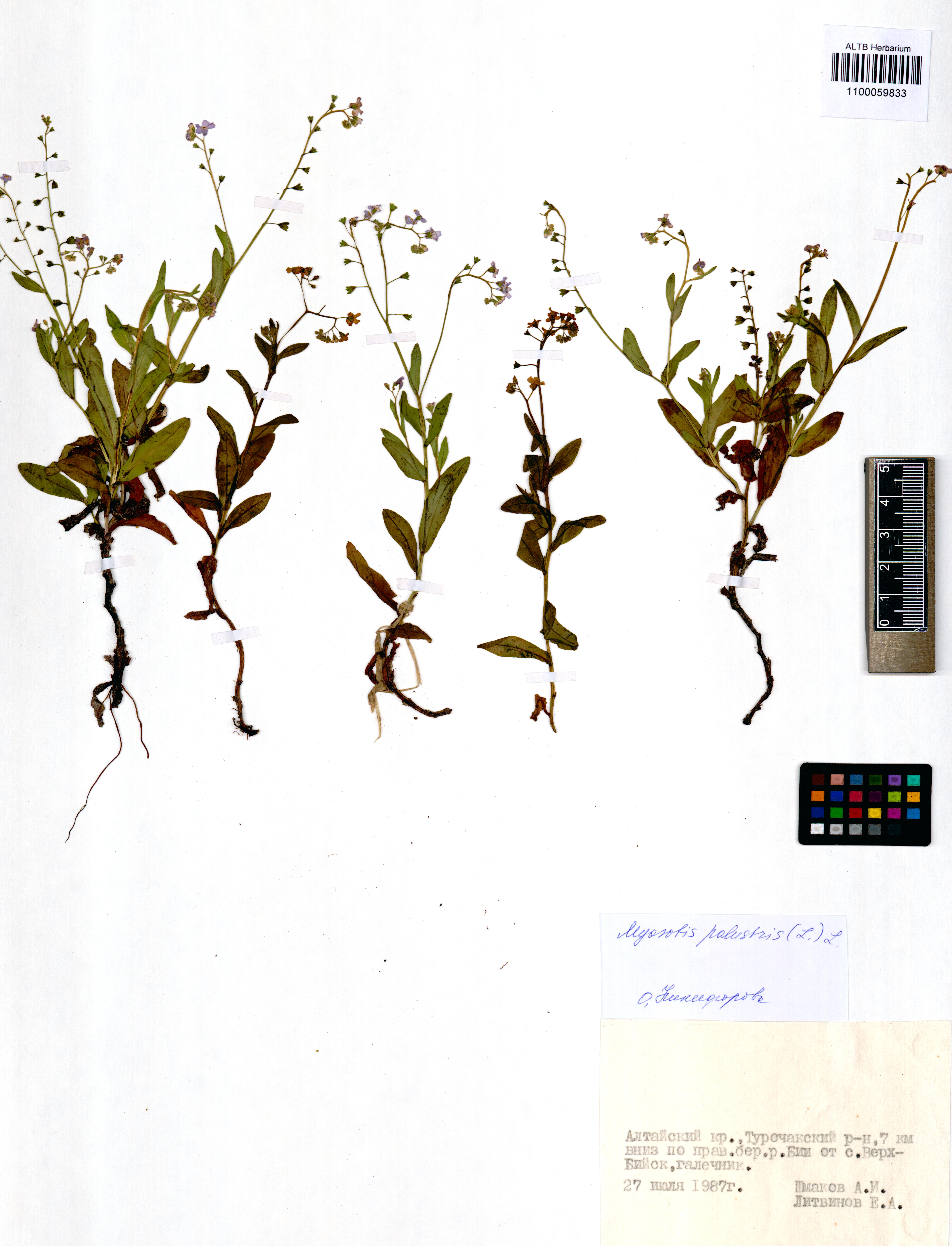 Myosotis palustris (L.) Lam.