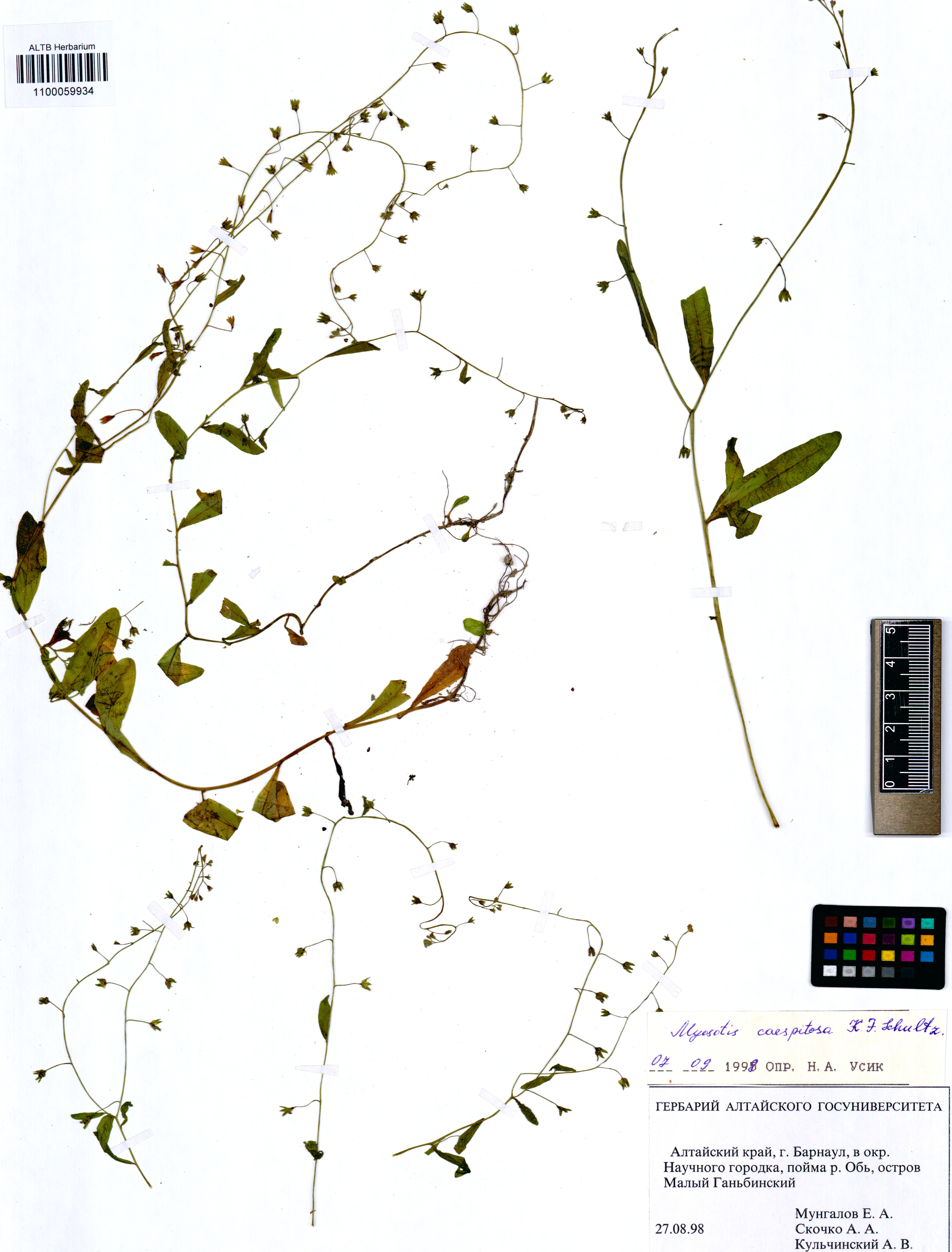 Myosotis caespitosa Schultz.