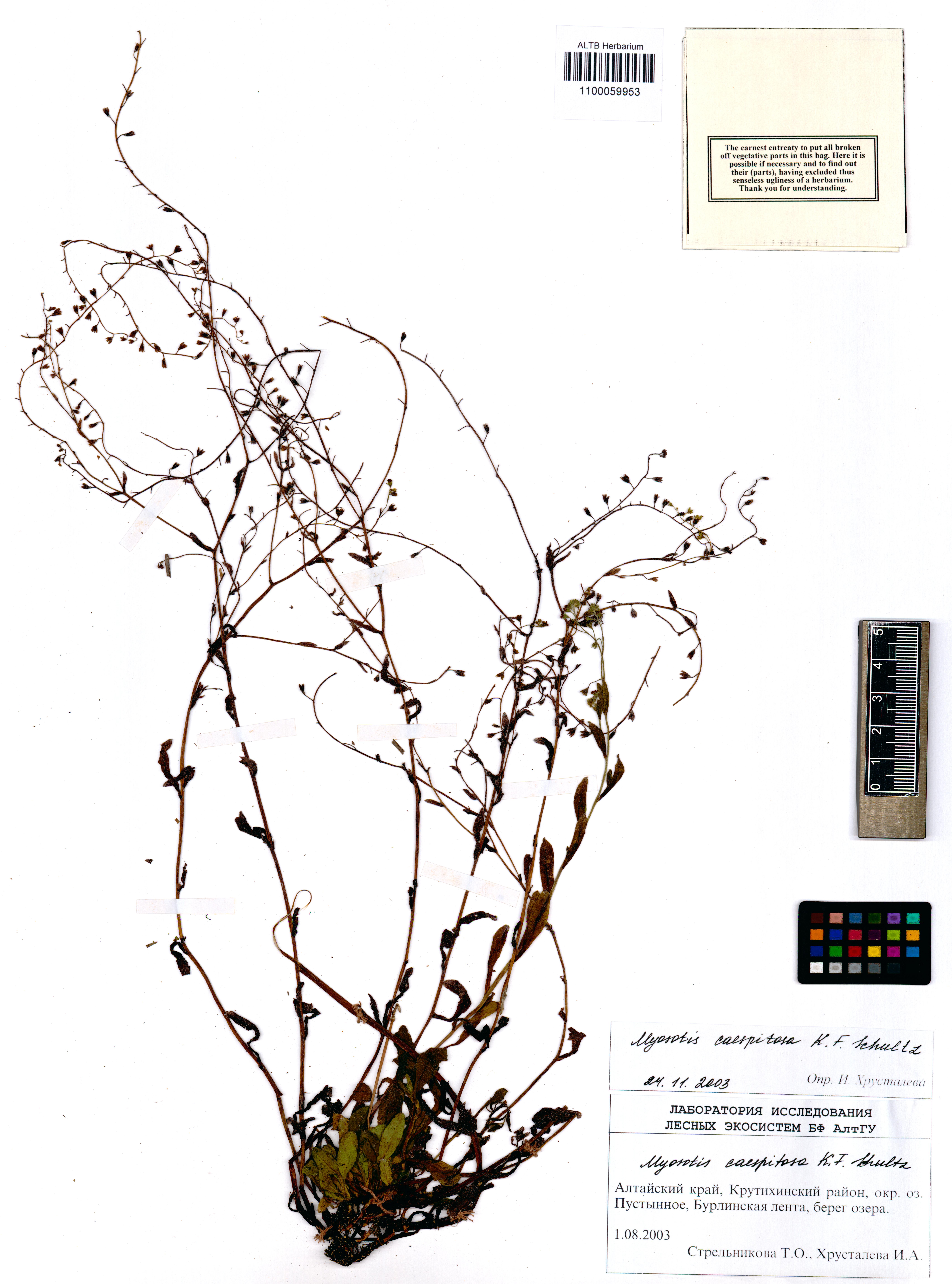 Myosotis caespitosa Schultz.