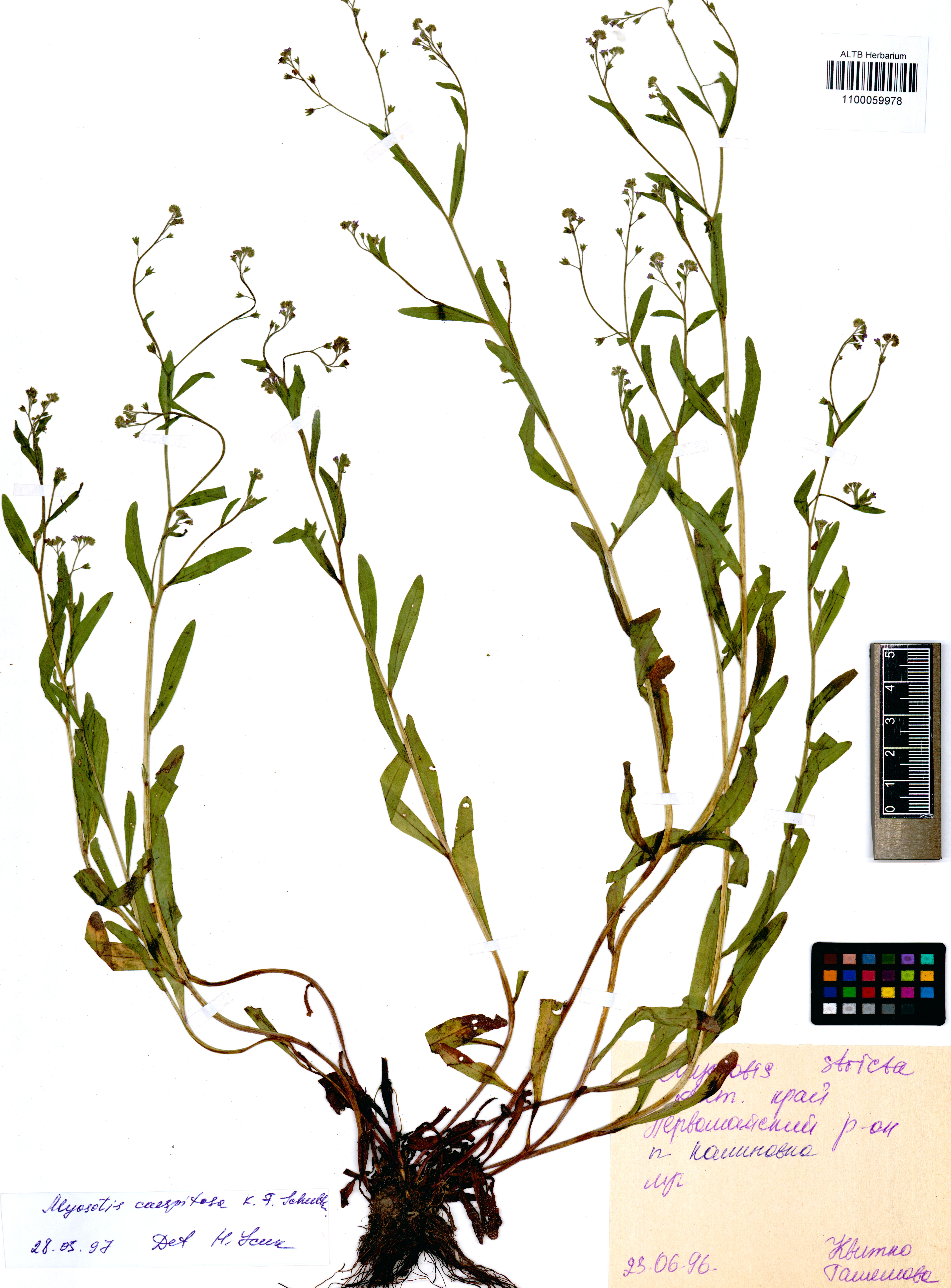 Myosotis caespitosa Schultz.