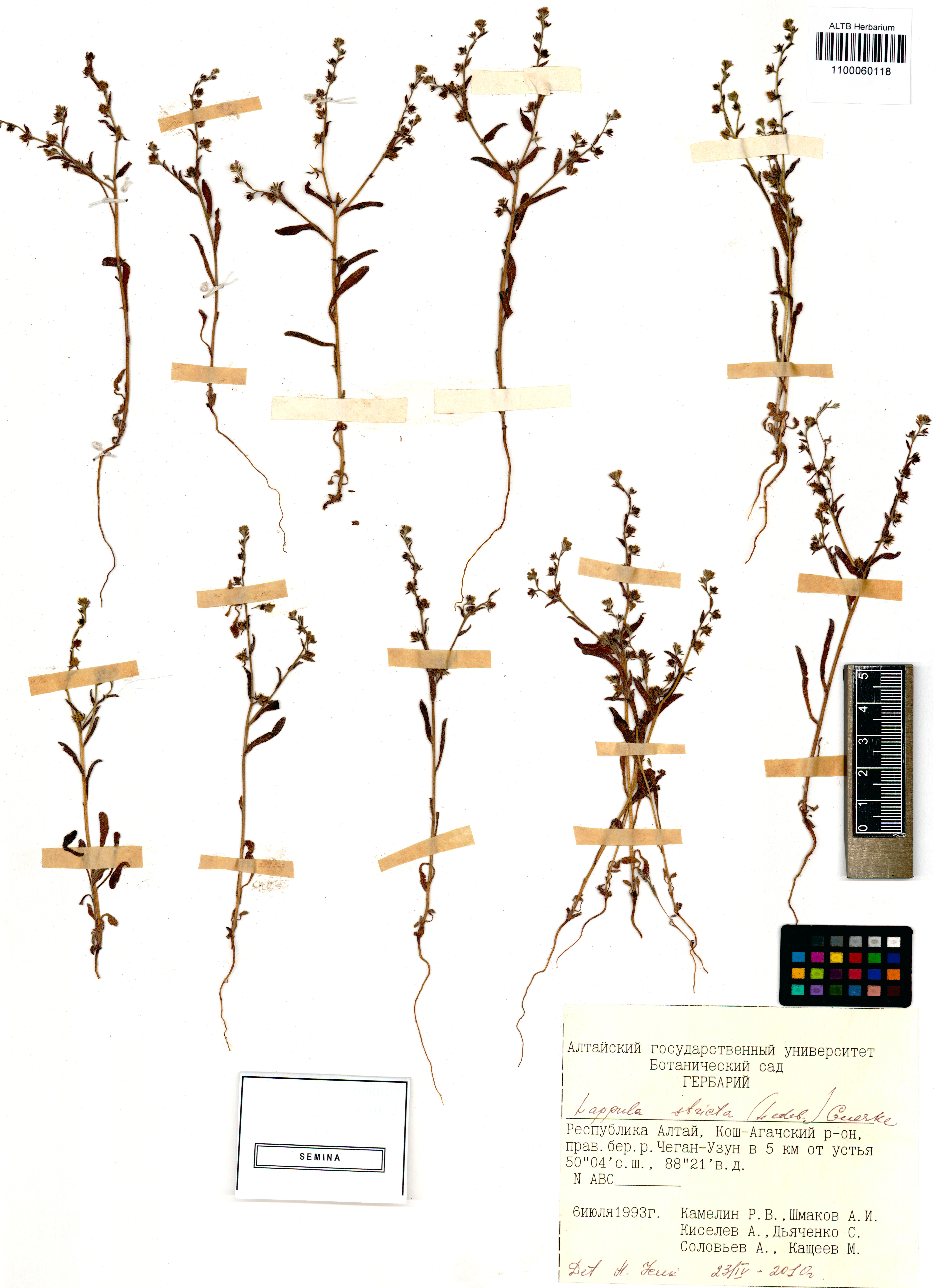 Lappula stricta (Ledeb.) Gürke