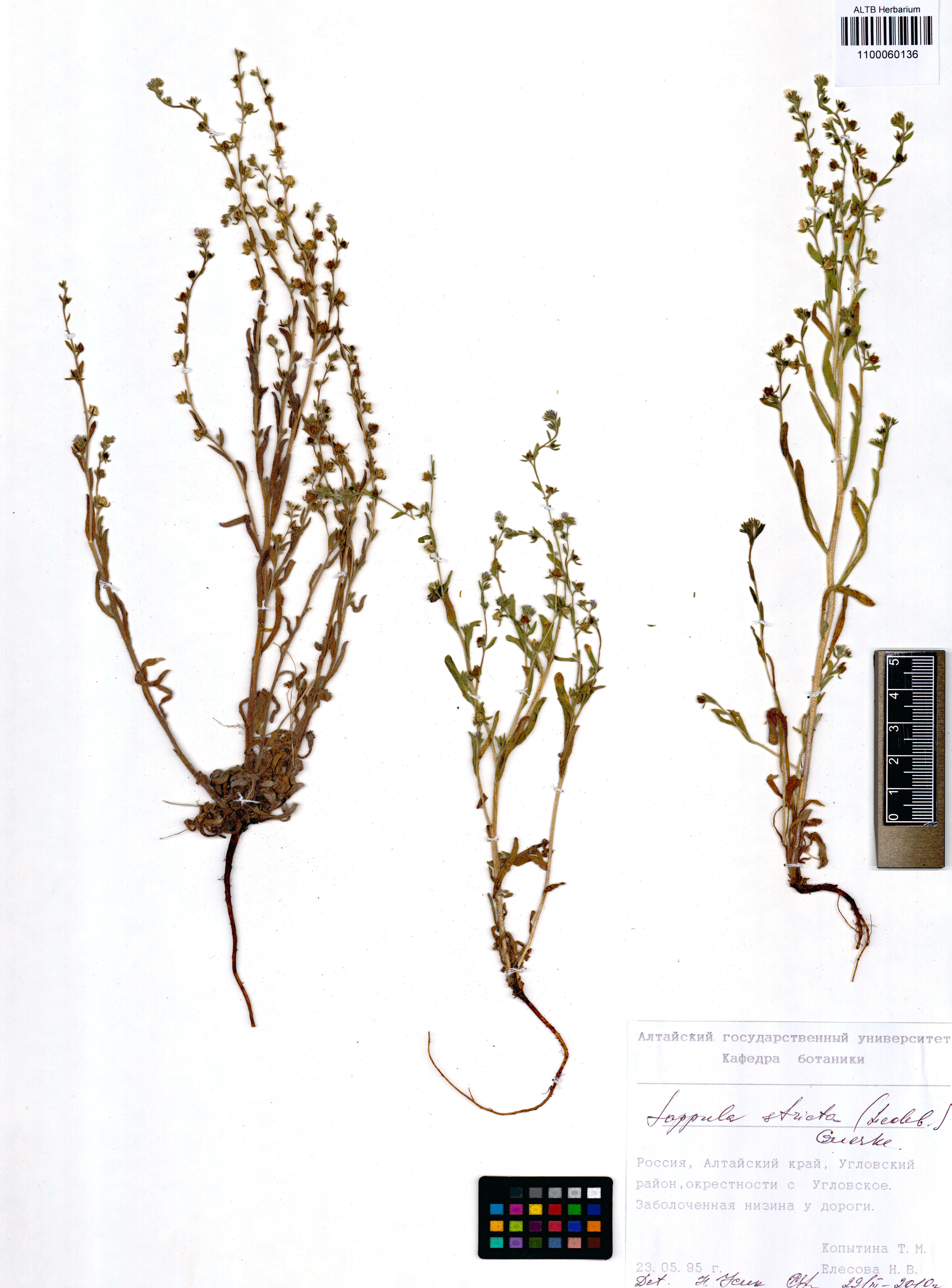 Lappula stricta (Ledeb.) Gürke