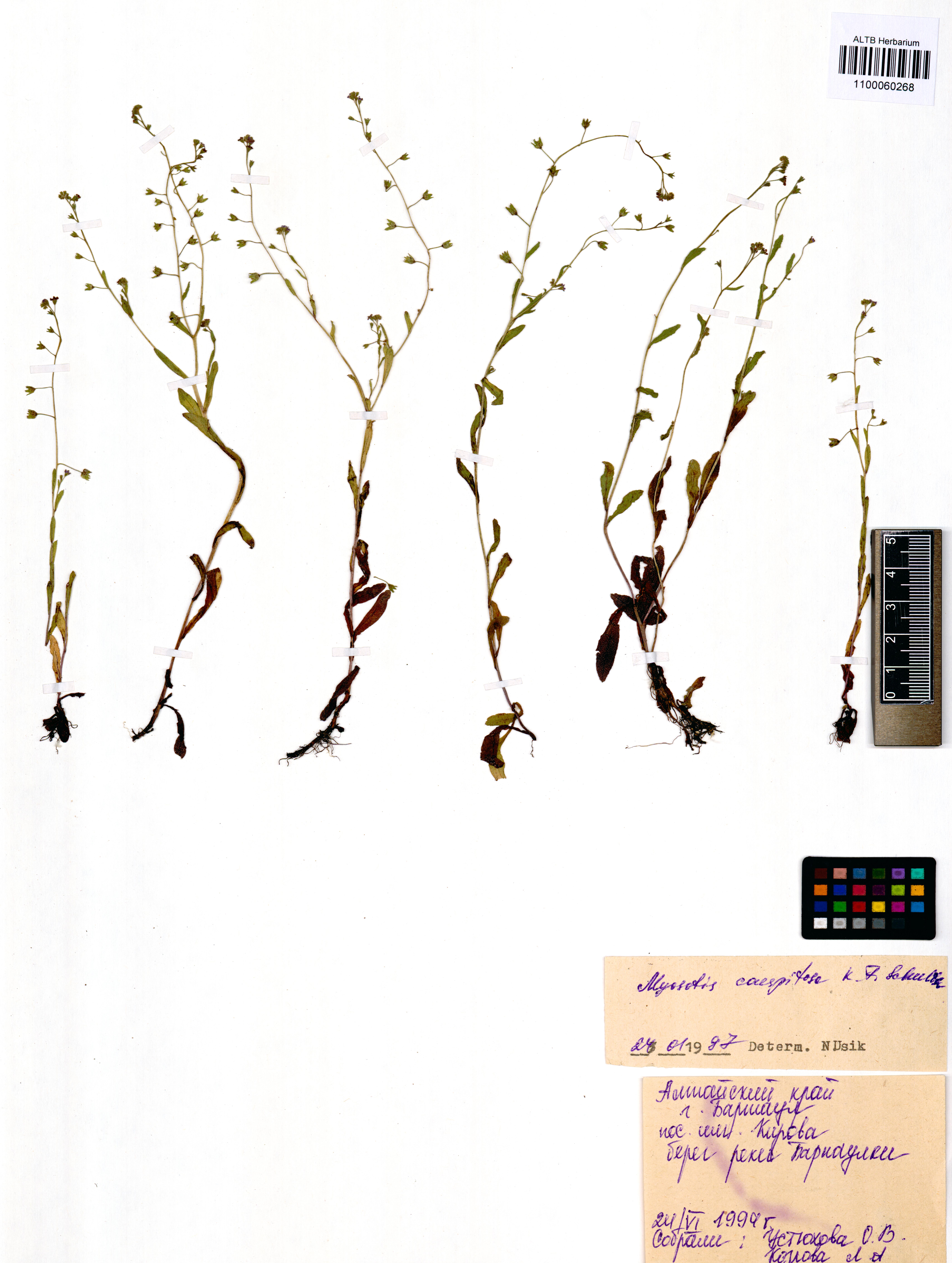 Myosotis caespitosa Schultz.