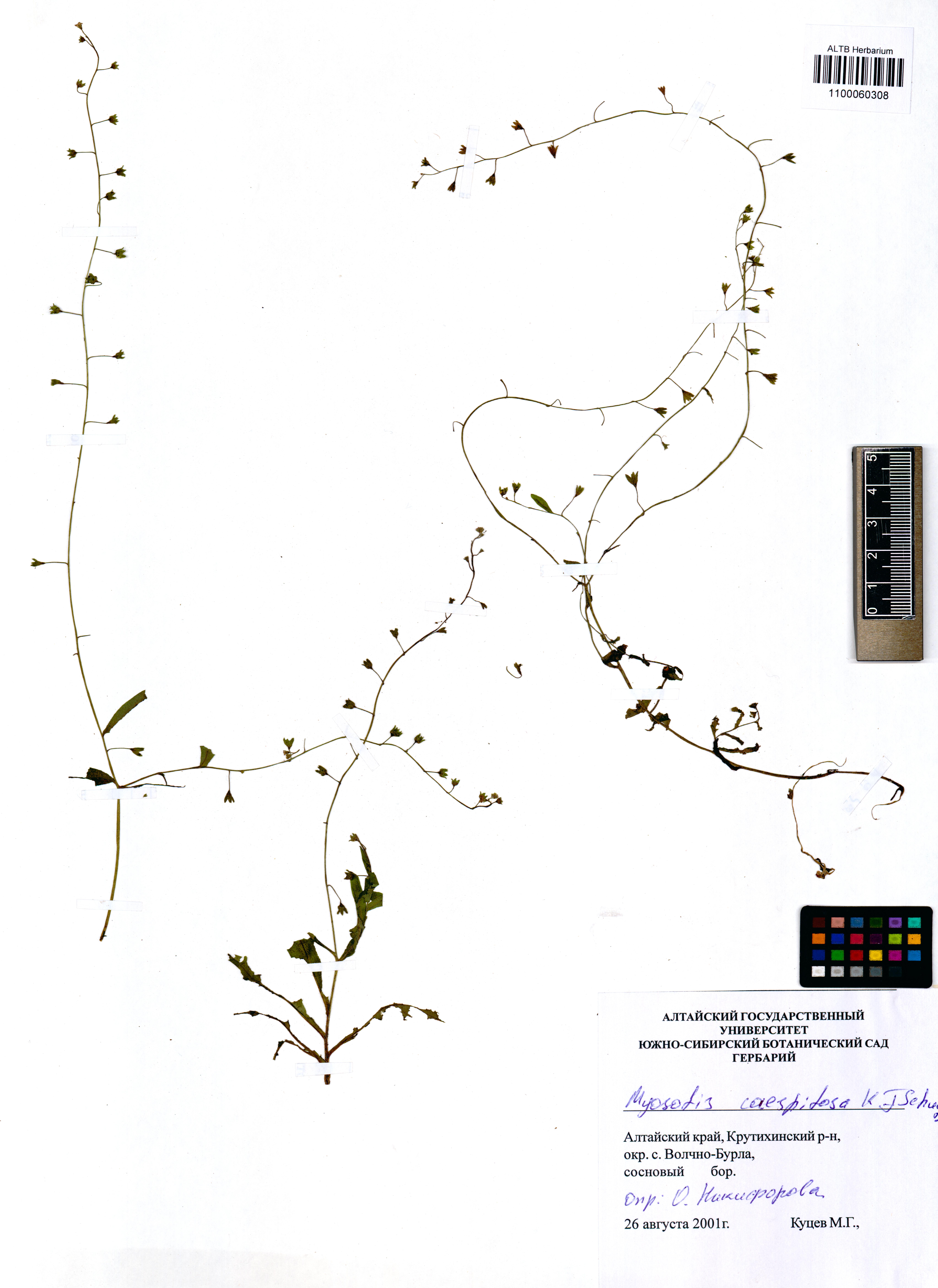 Myosotis caespitosa Schultz.