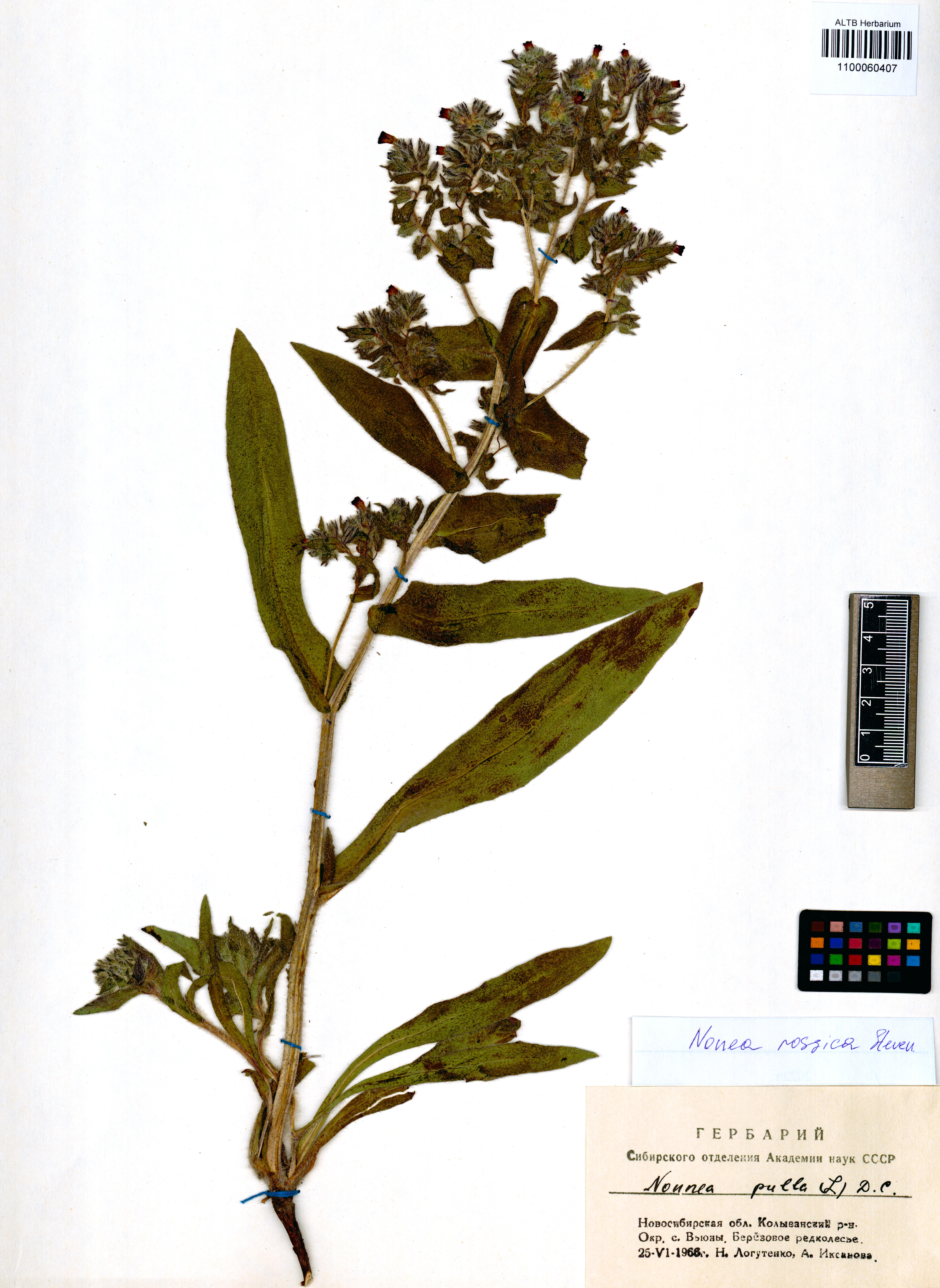 Nonea rossica Steven