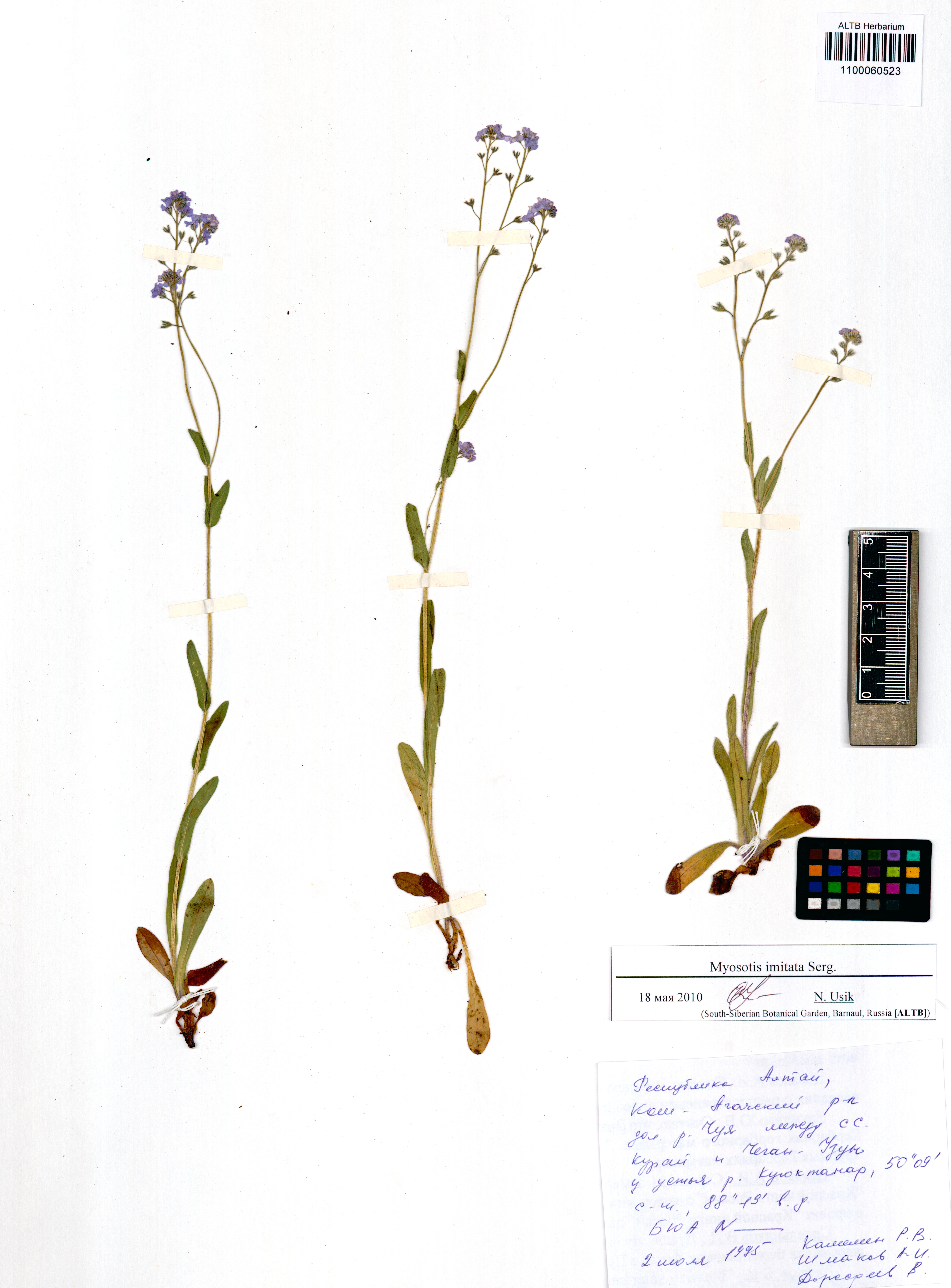 Myosotis imitata Serg.
