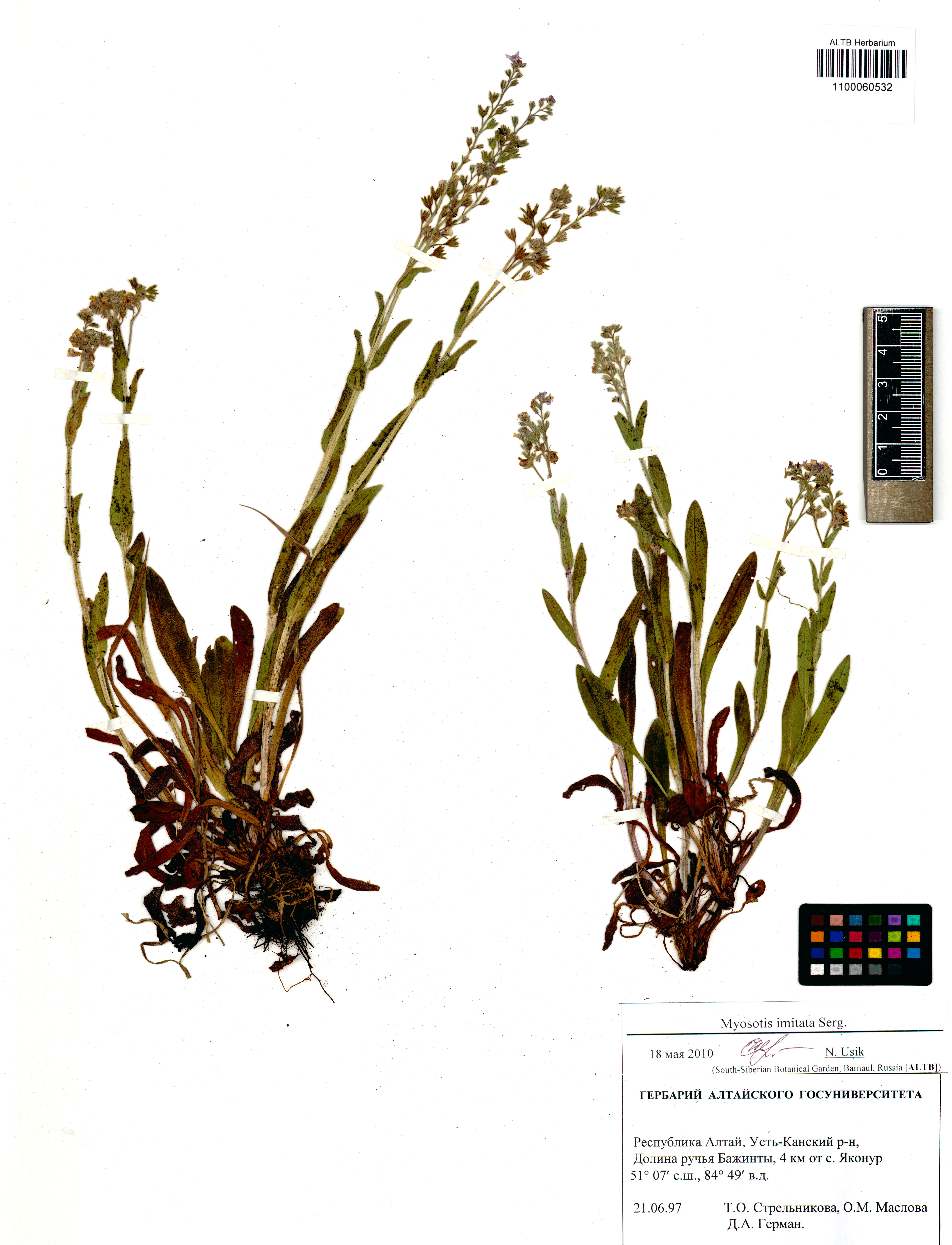 Myosotis imitata Serg.