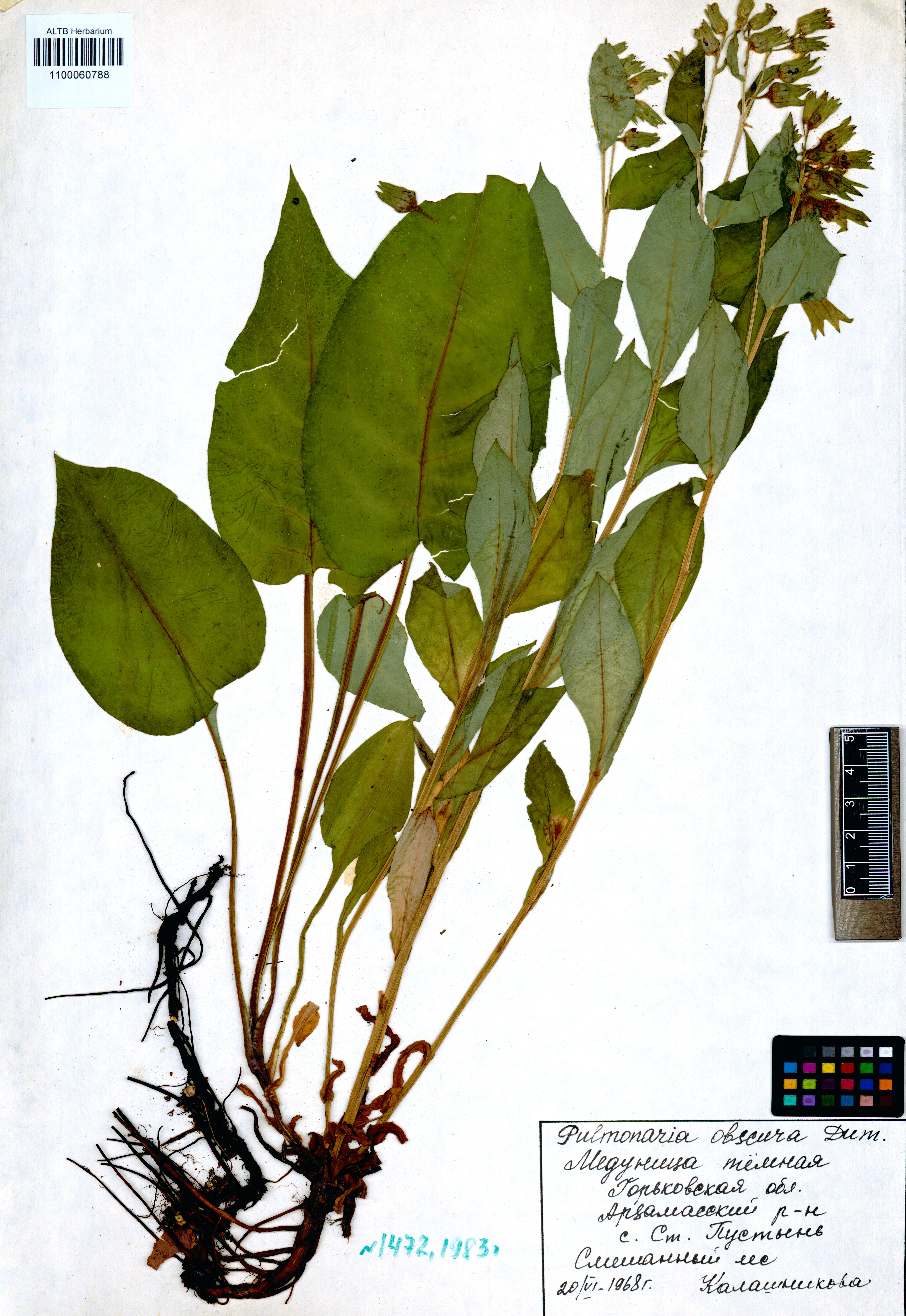 Pulmonaria obscura Dumort.