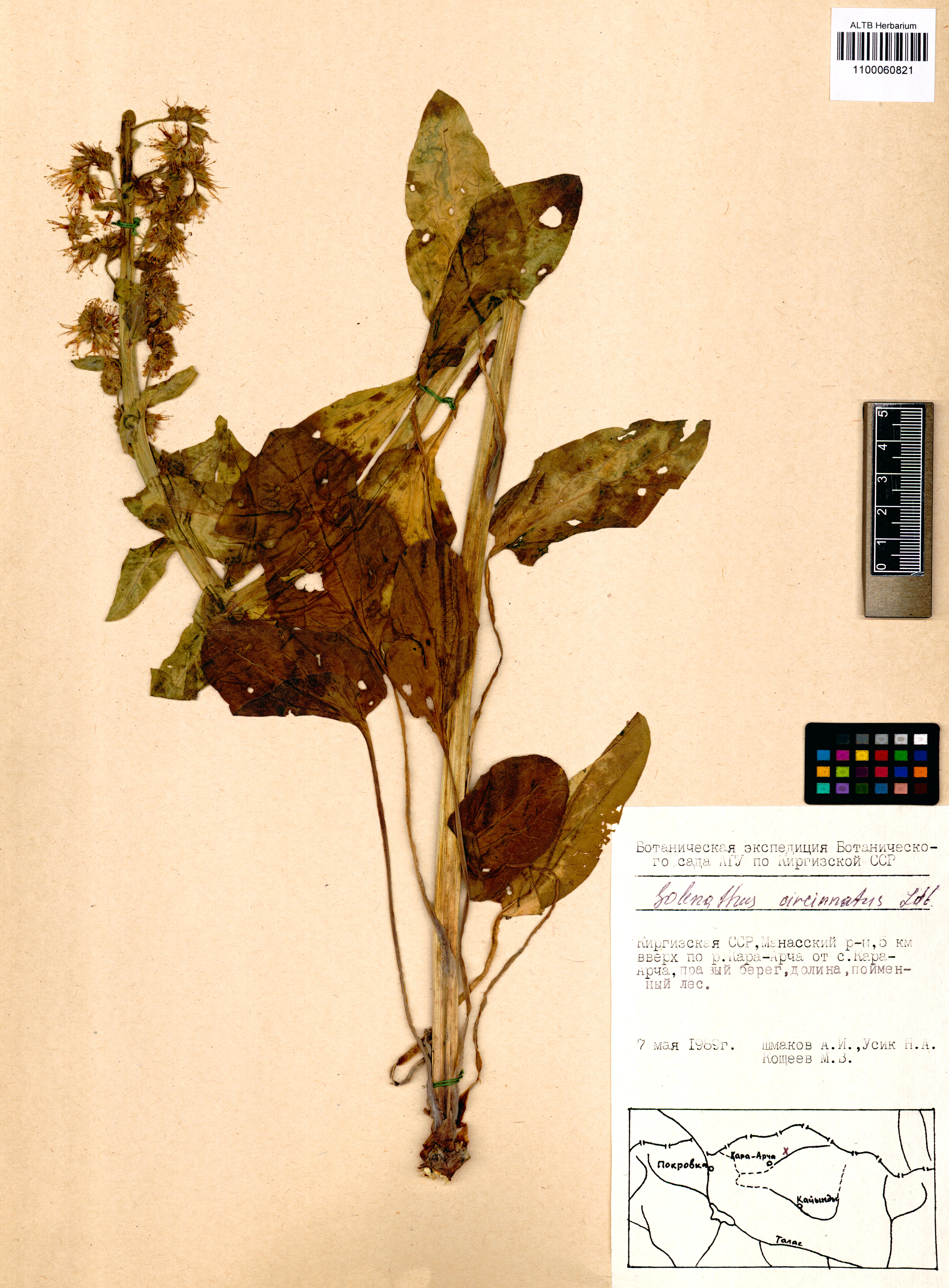 Solenanthus circinatus Ledeb.