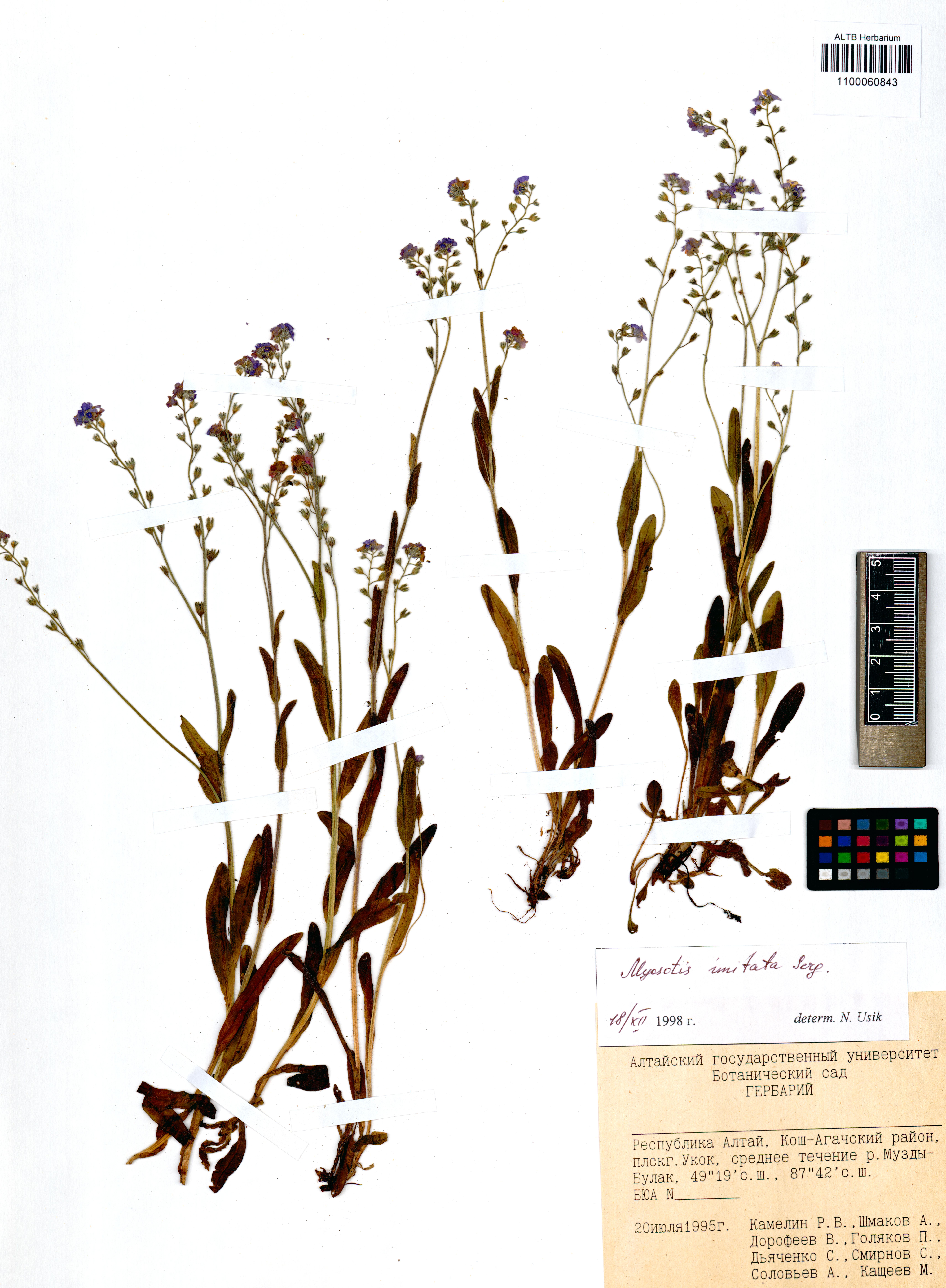 Myosotis imitata Serg.