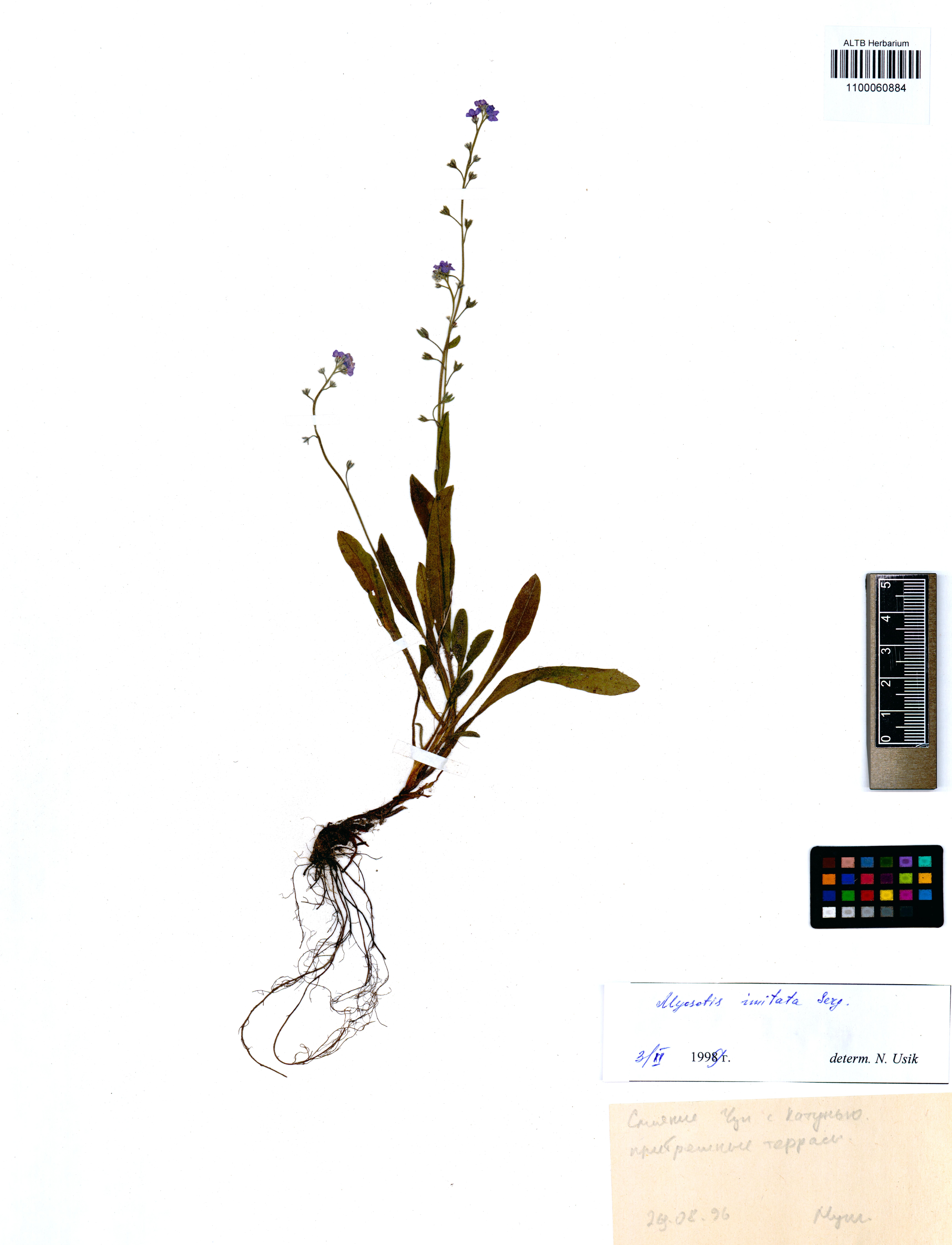 Myosotis imitata Serg.