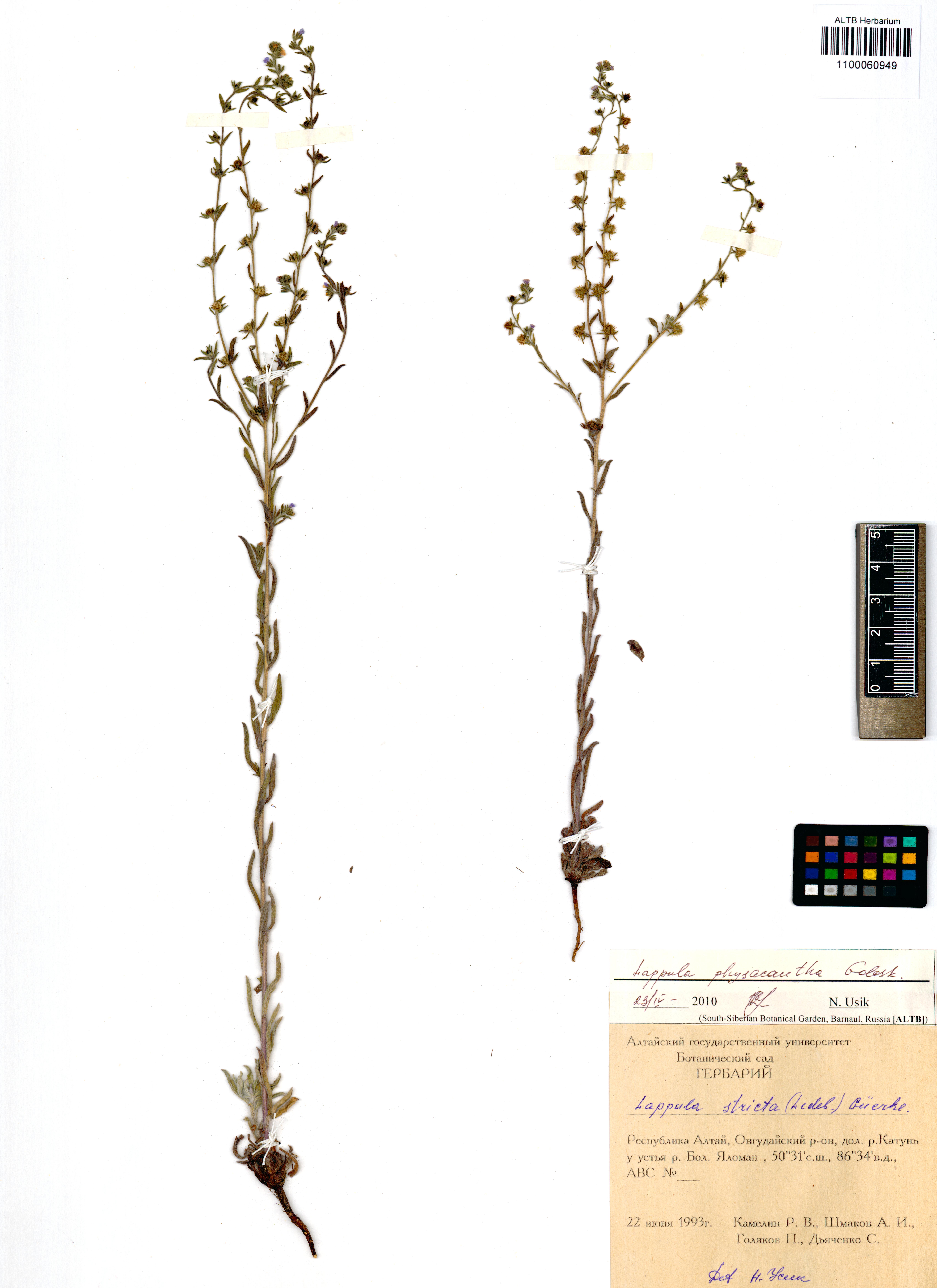 Lappula physacantha Golosk.
