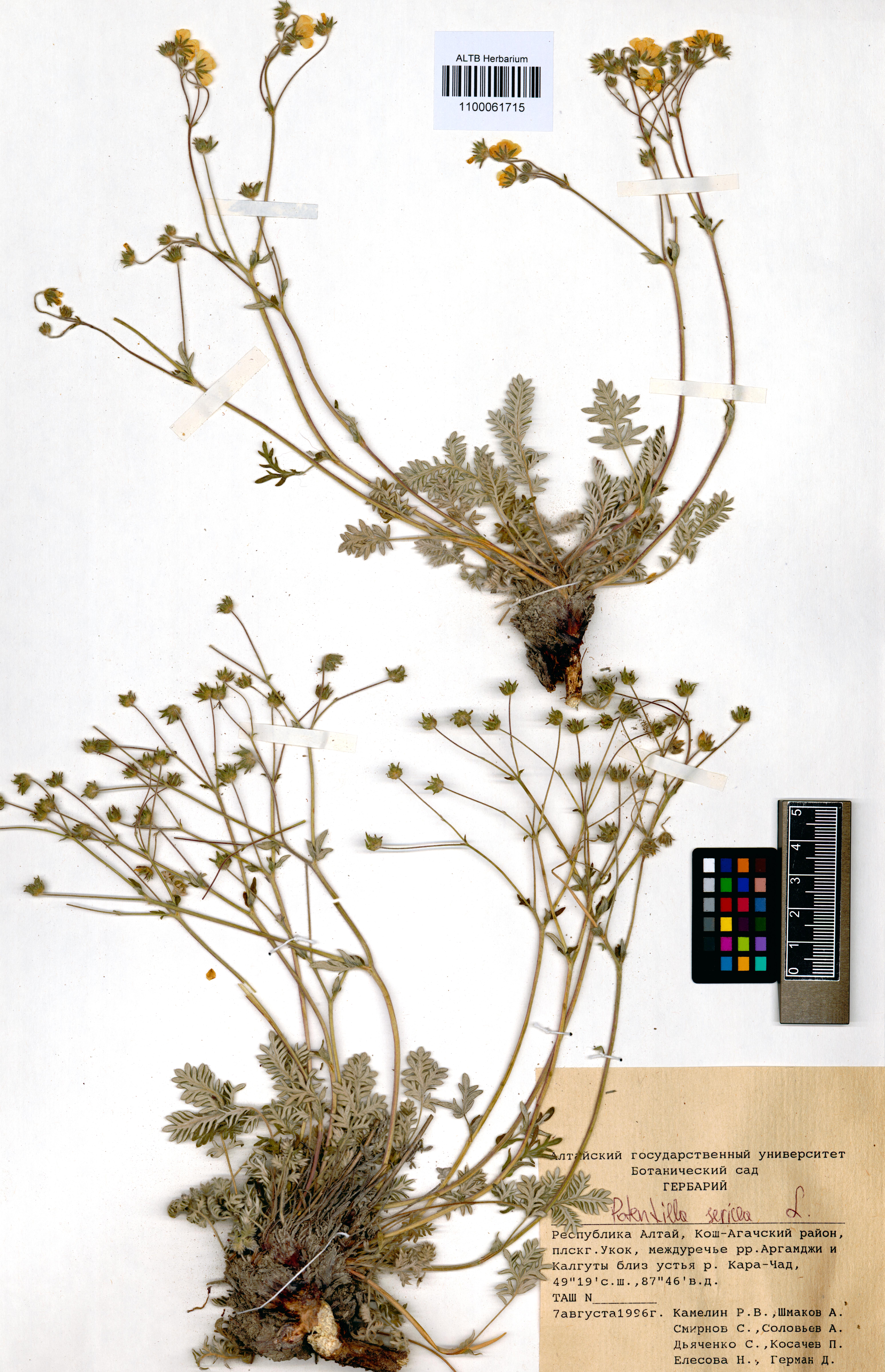 Potentilla sericea L.