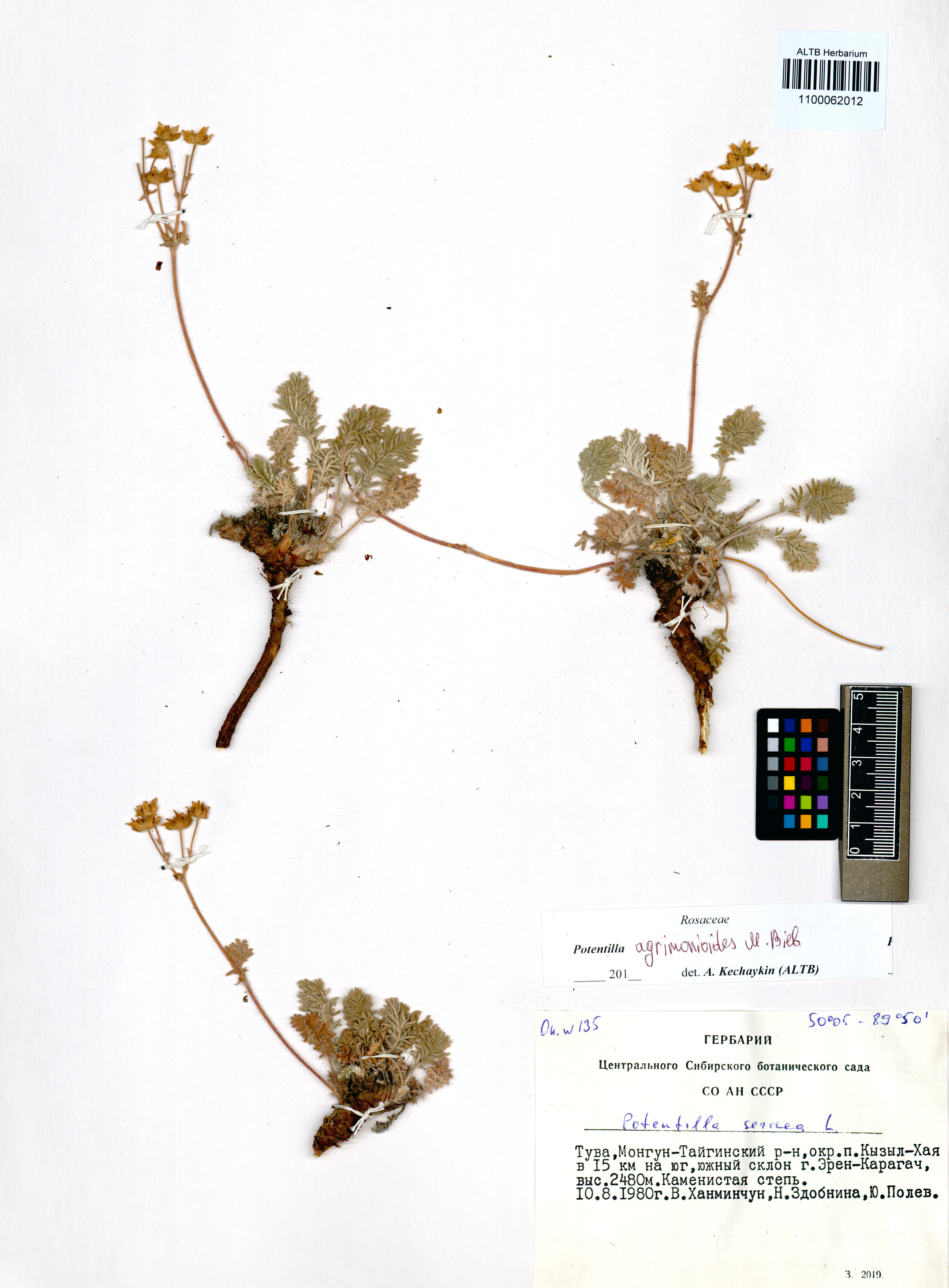 Potentilla agrimonioides M.Bieb.