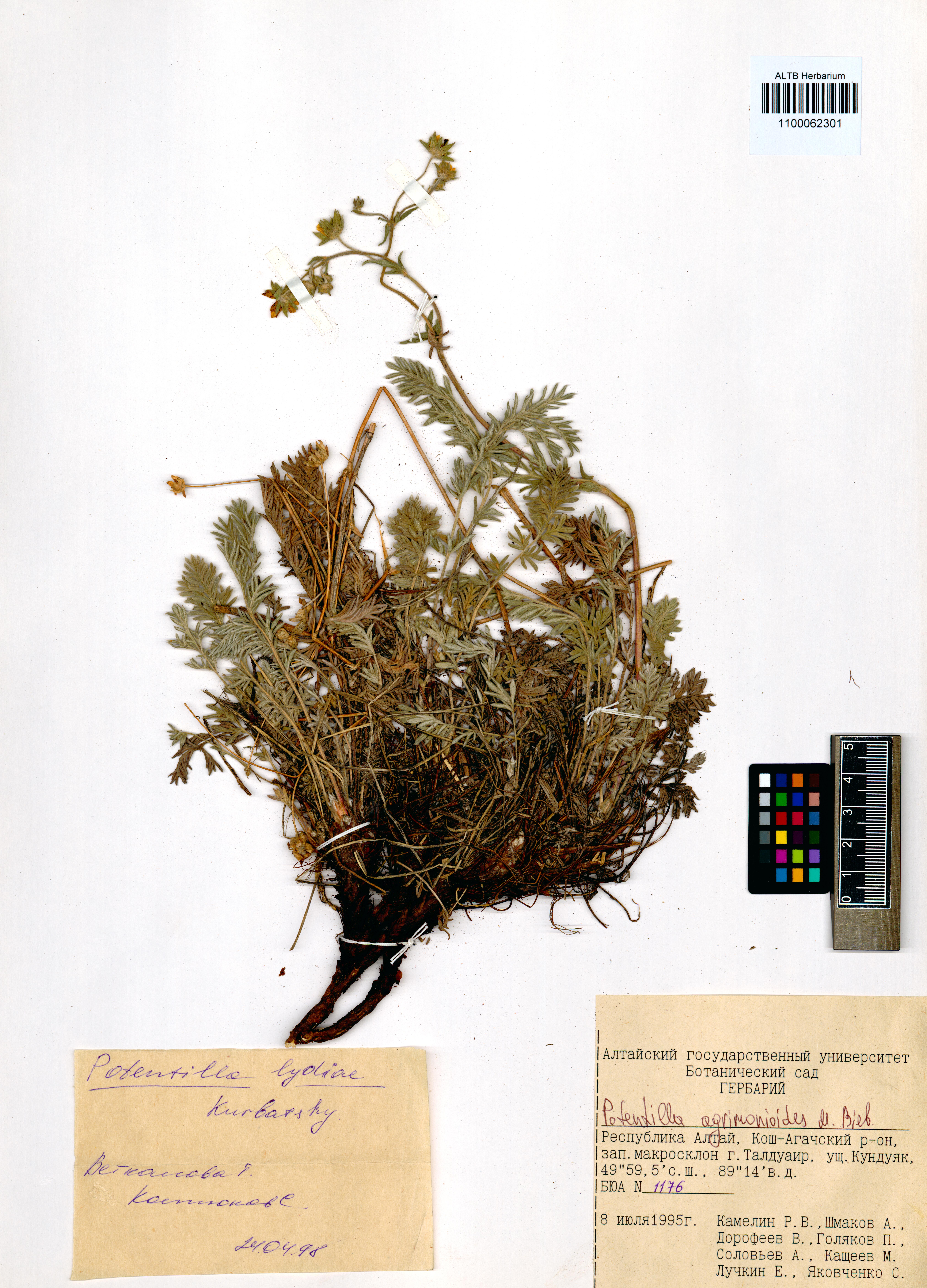 Potentilla agrimonioides M.Bieb.