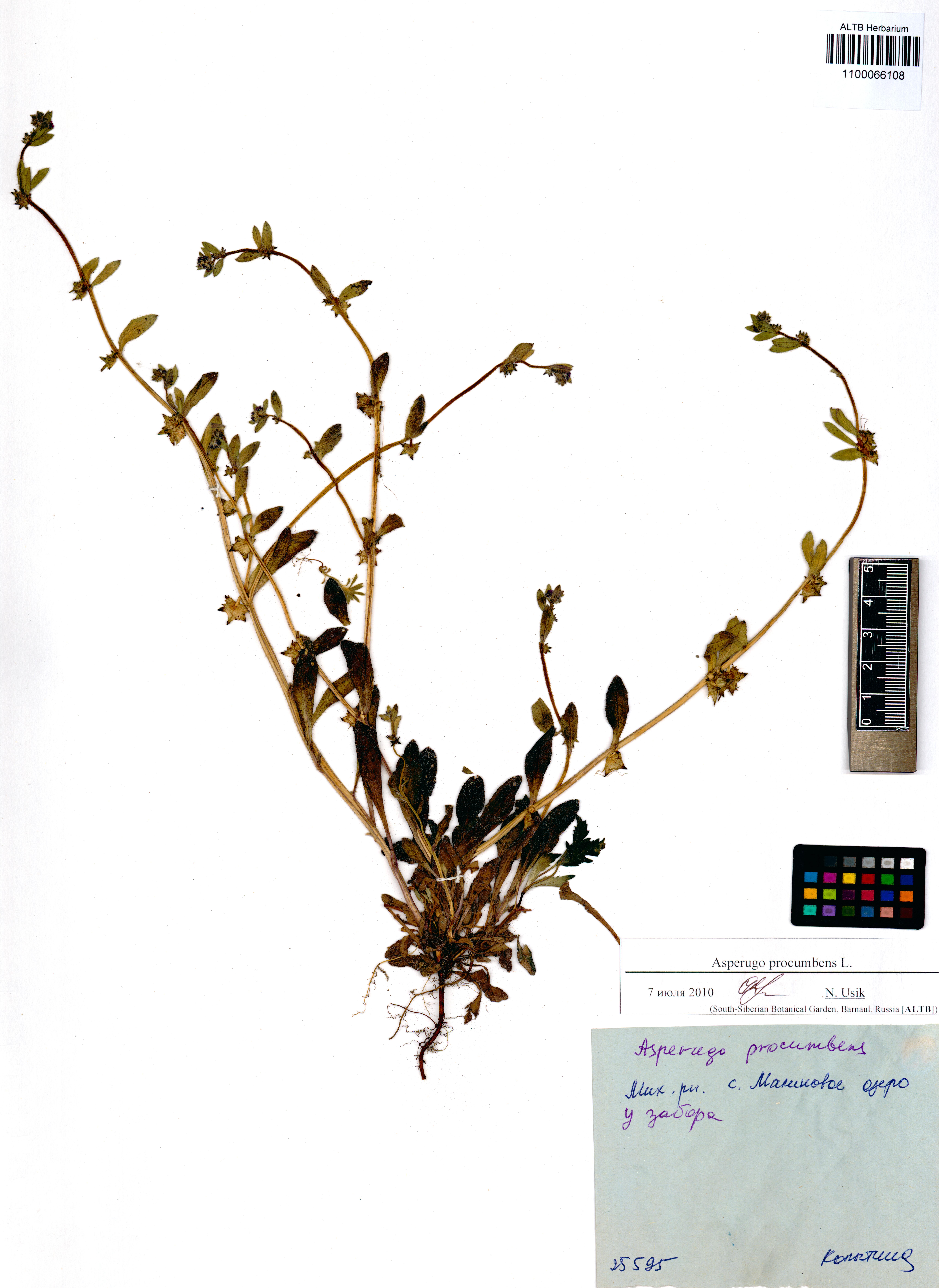 Asperugo procumbens L.