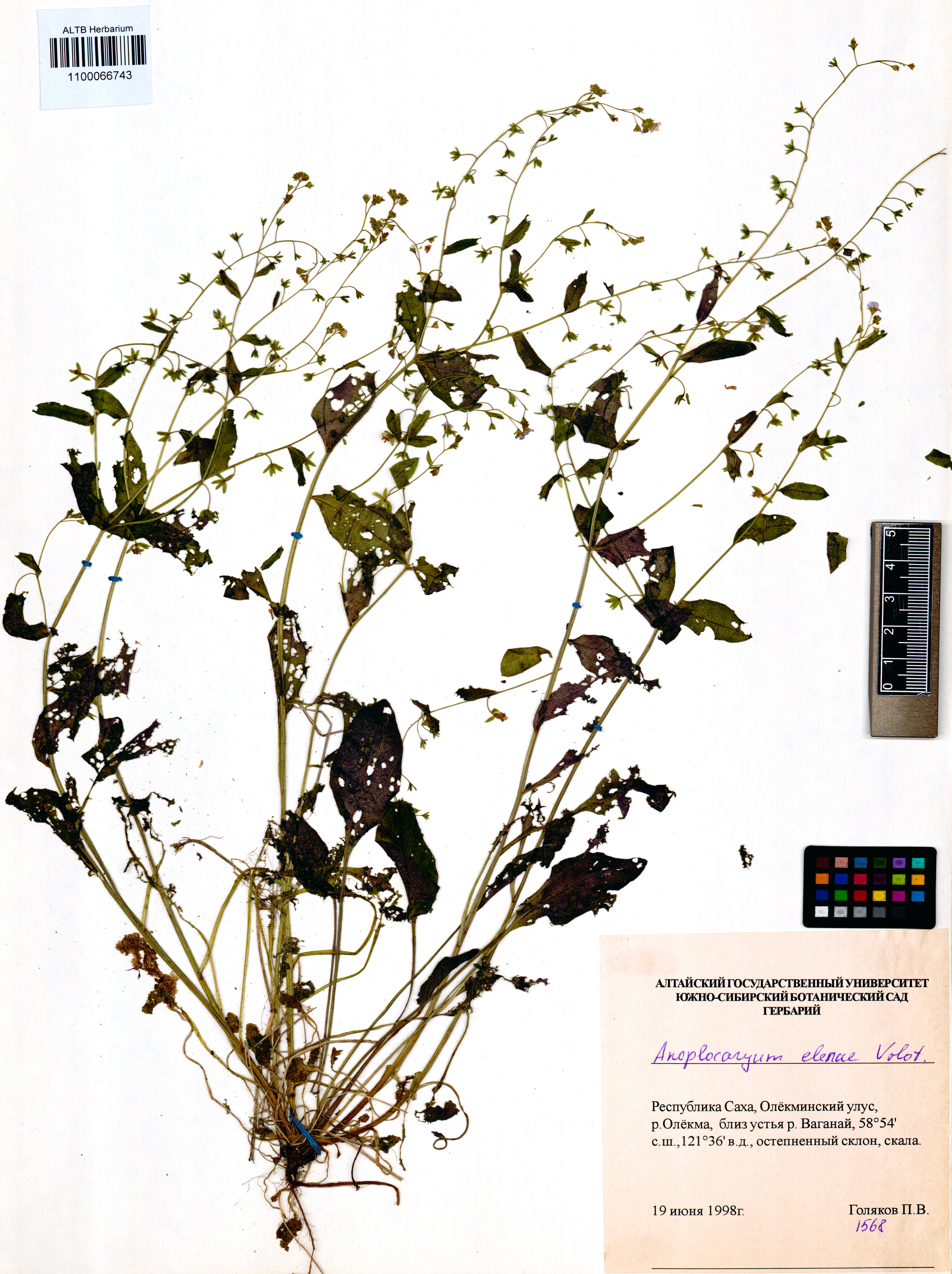 Anoplocaryum helenae Volot.