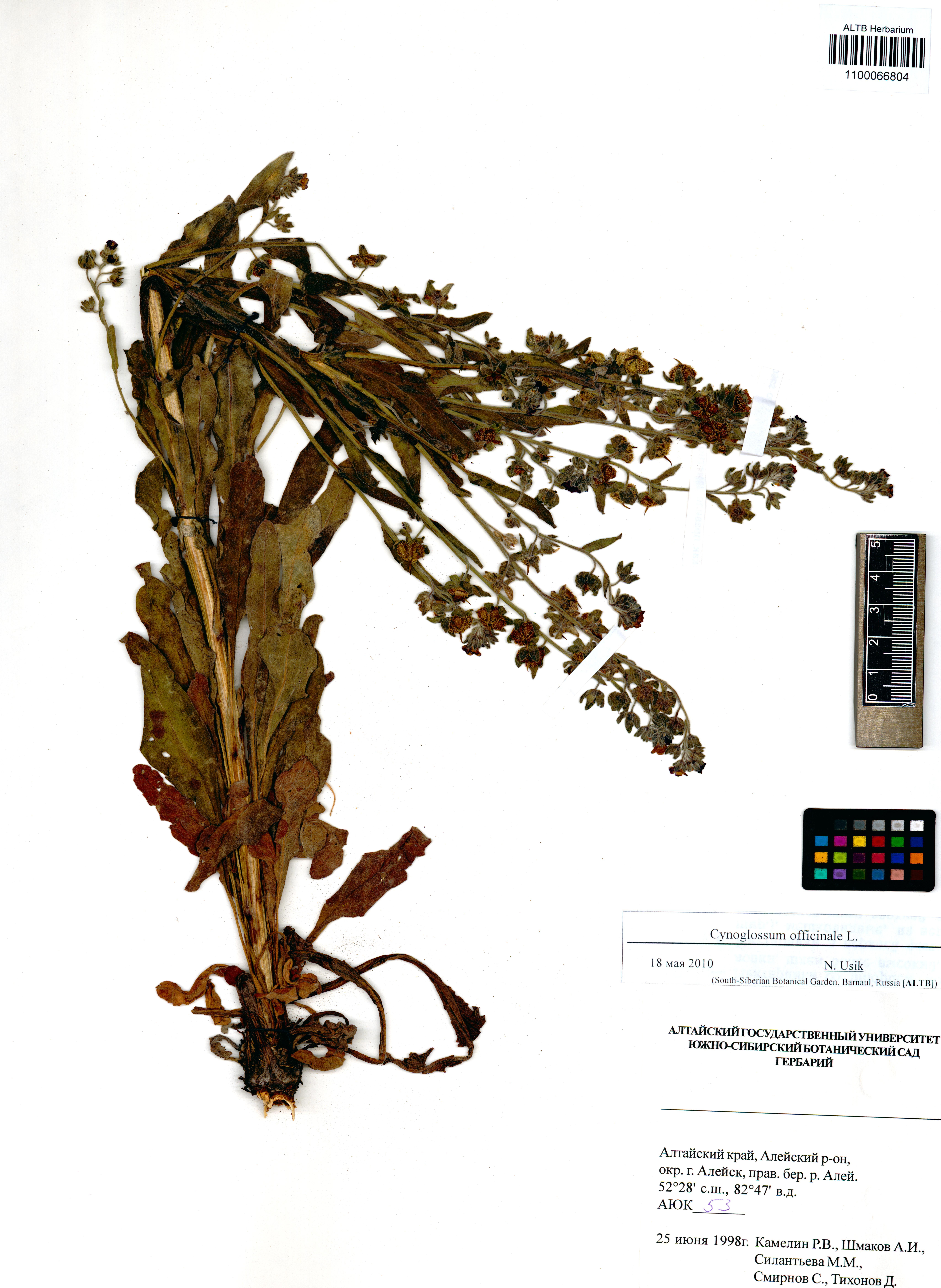 Cynoglossum officinale L.