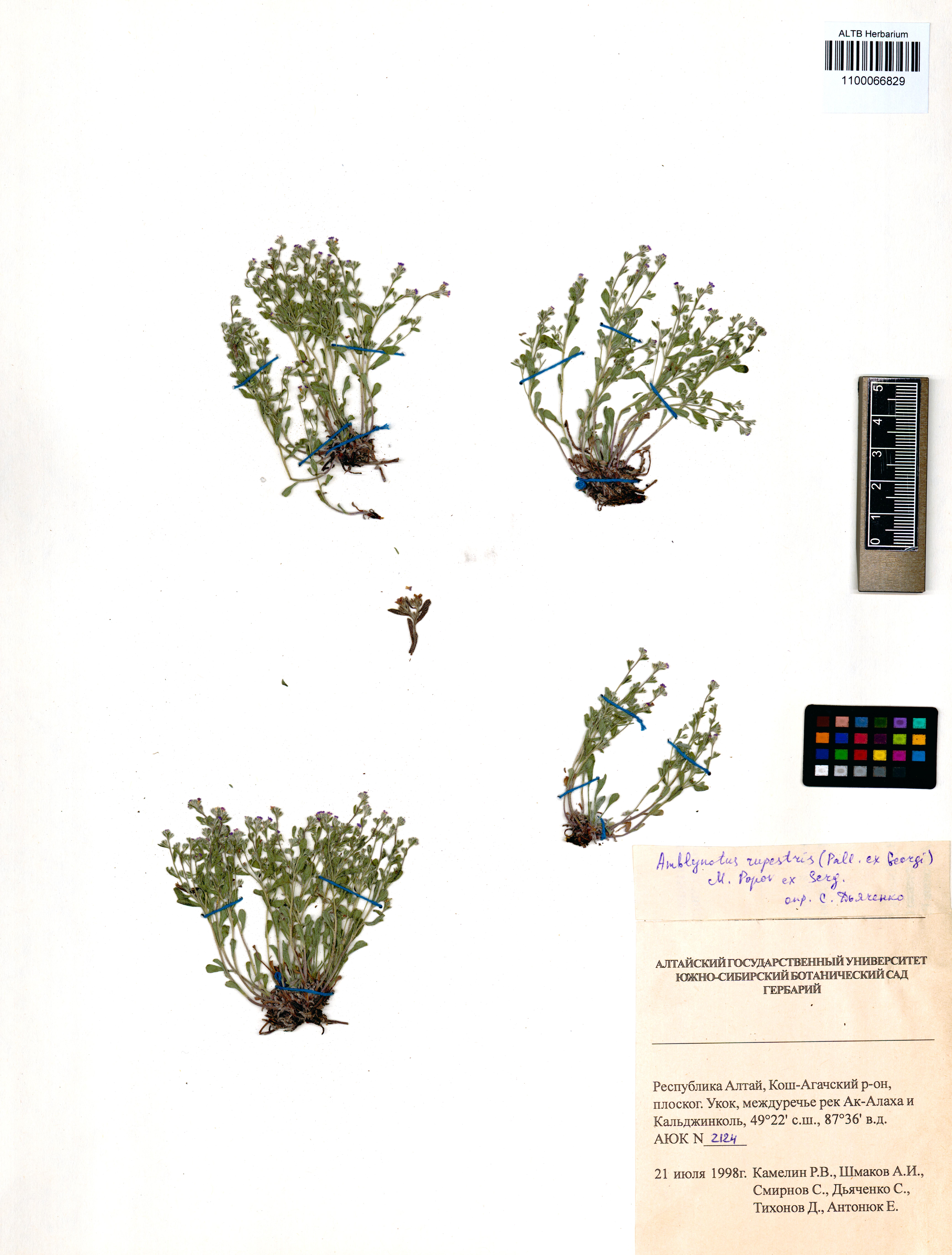 Amblynotus rupestris (Pall.) Popov