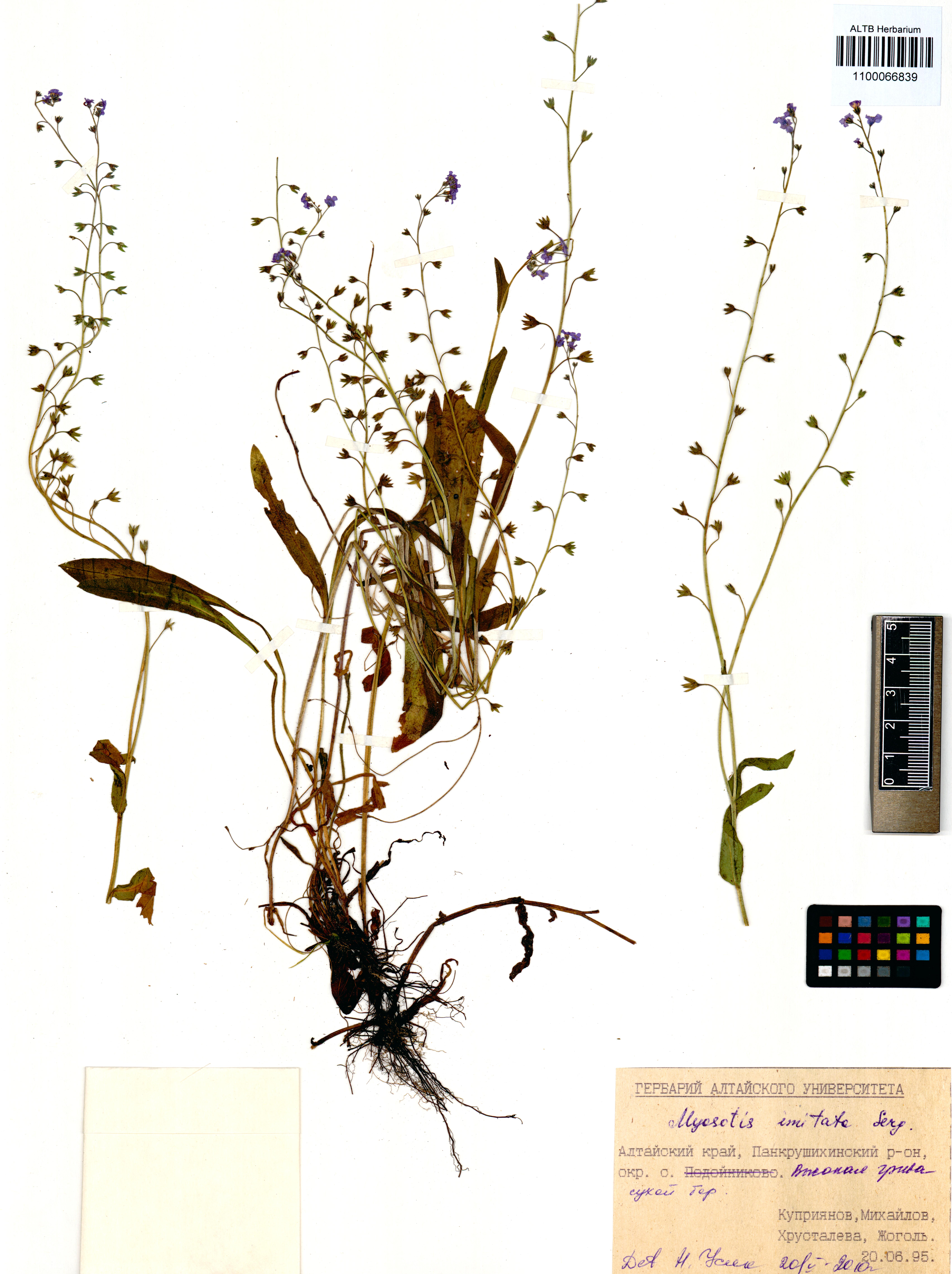 Myosotis imitata Serg.