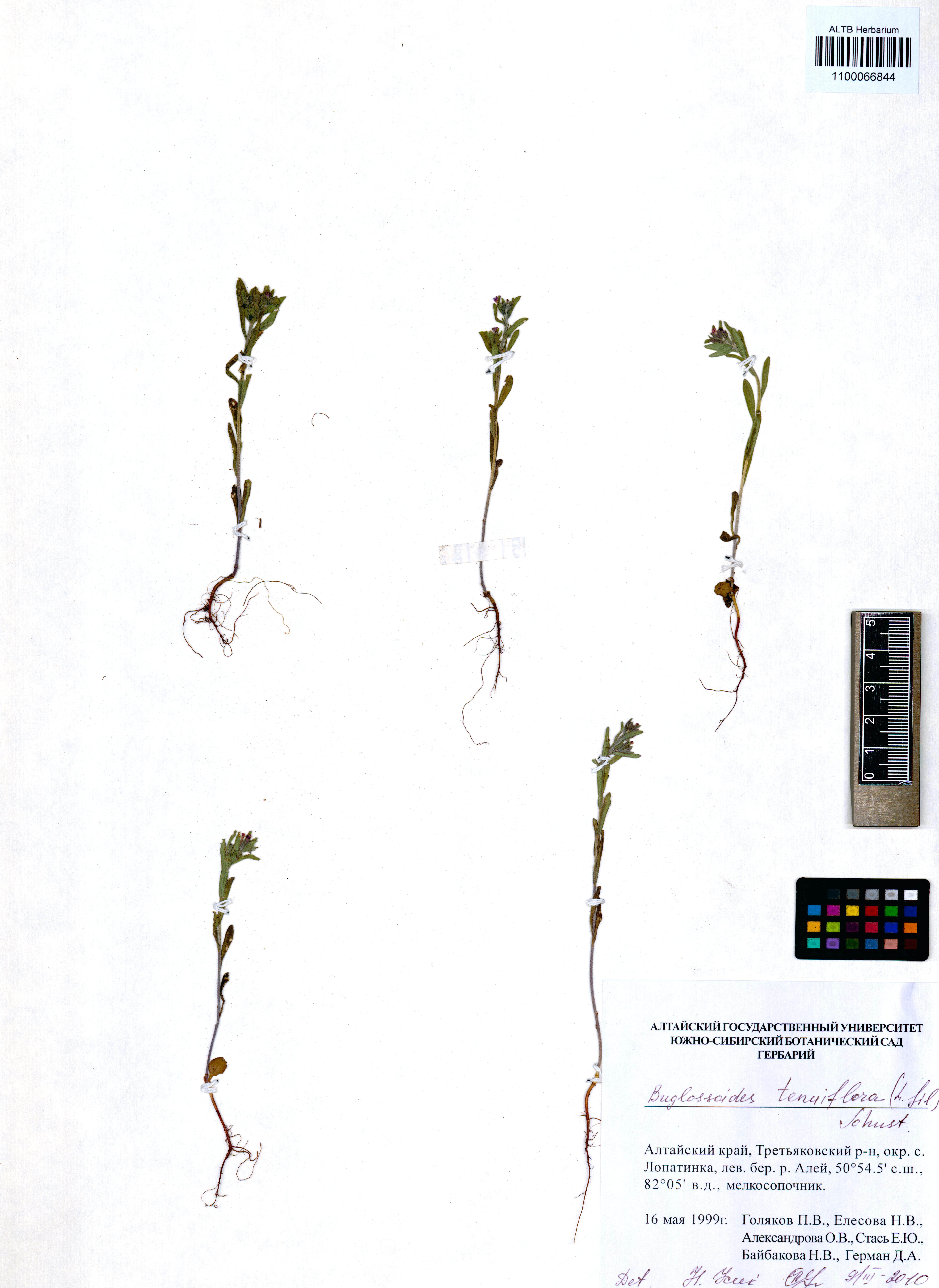 Buglossoides tenuiflora (L.f.) I.M.Johnst.