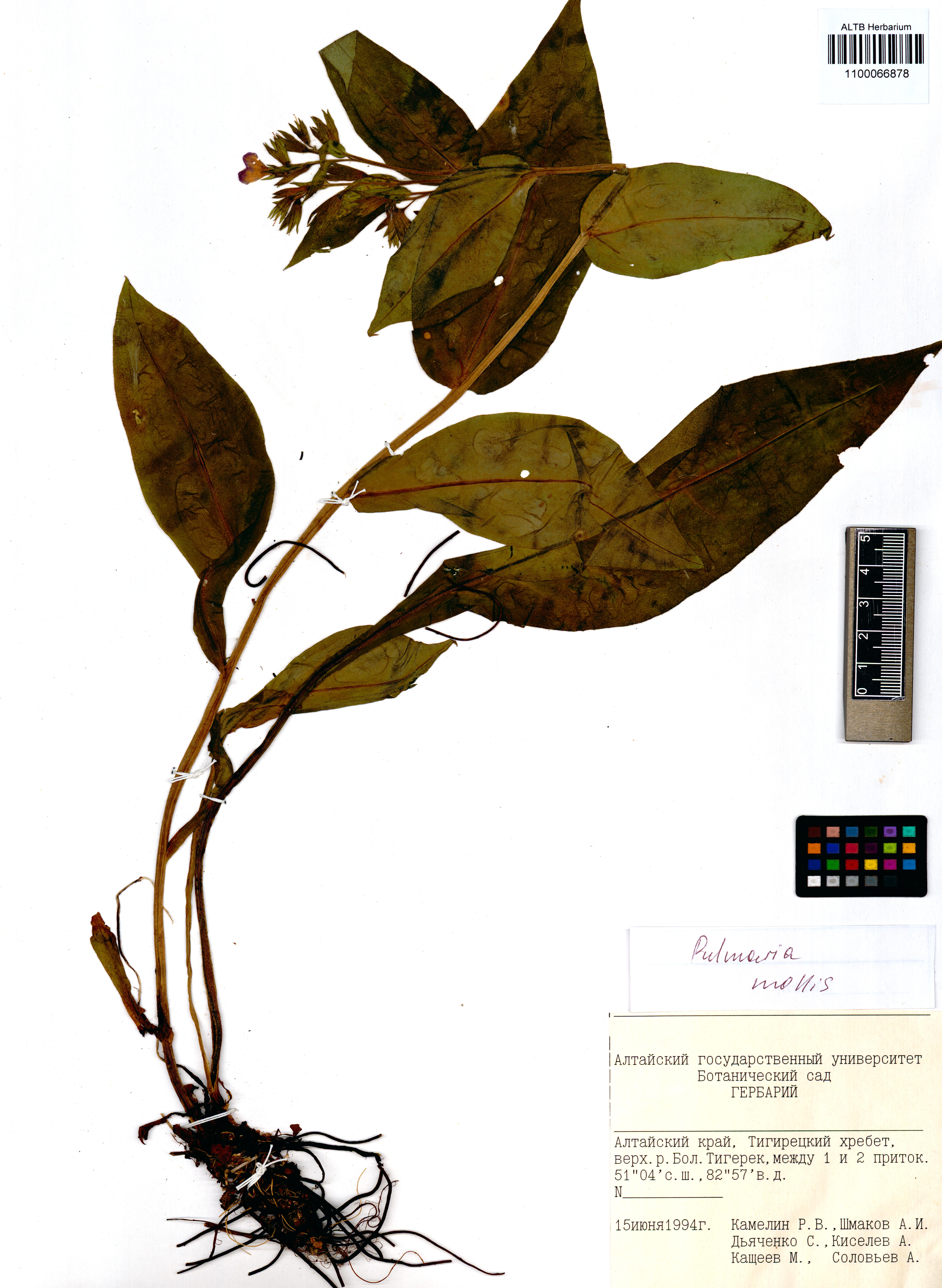 Pulmonaria mollis Wolff ex F.Heller