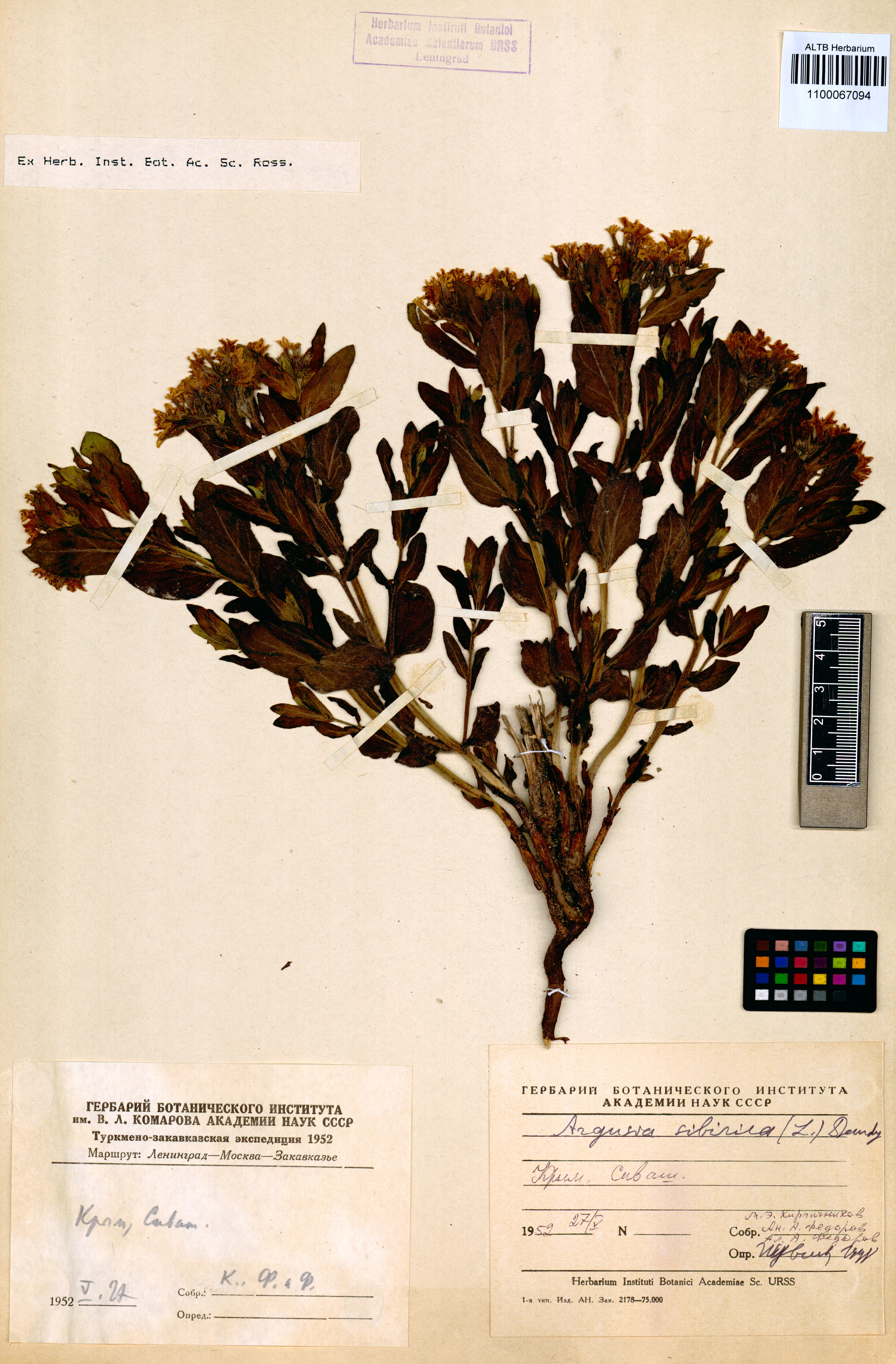Argusia sibirica (L.) Dandy