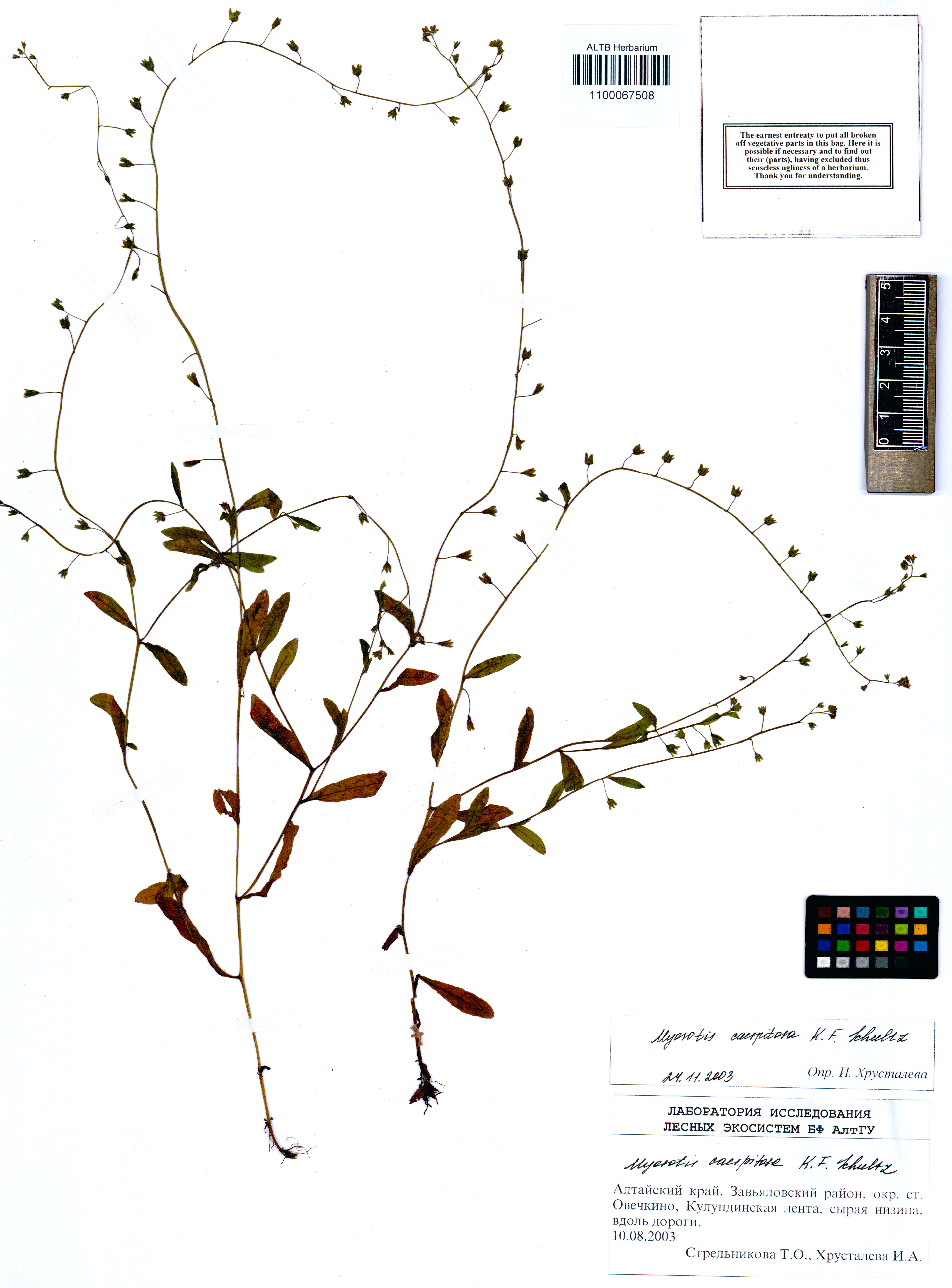 Myosotis caespitosa Schultz.