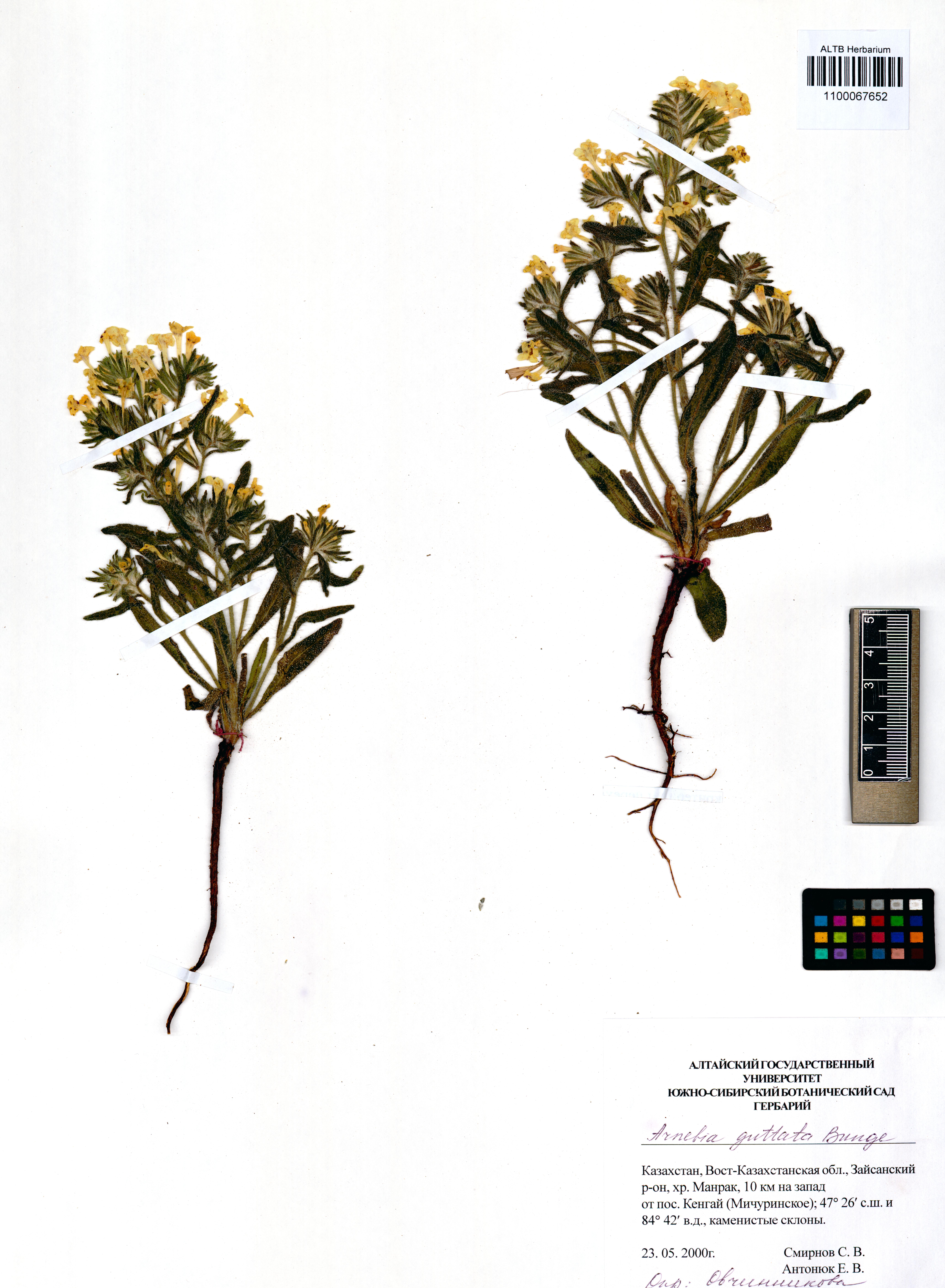 Arnebia guttata Bunge