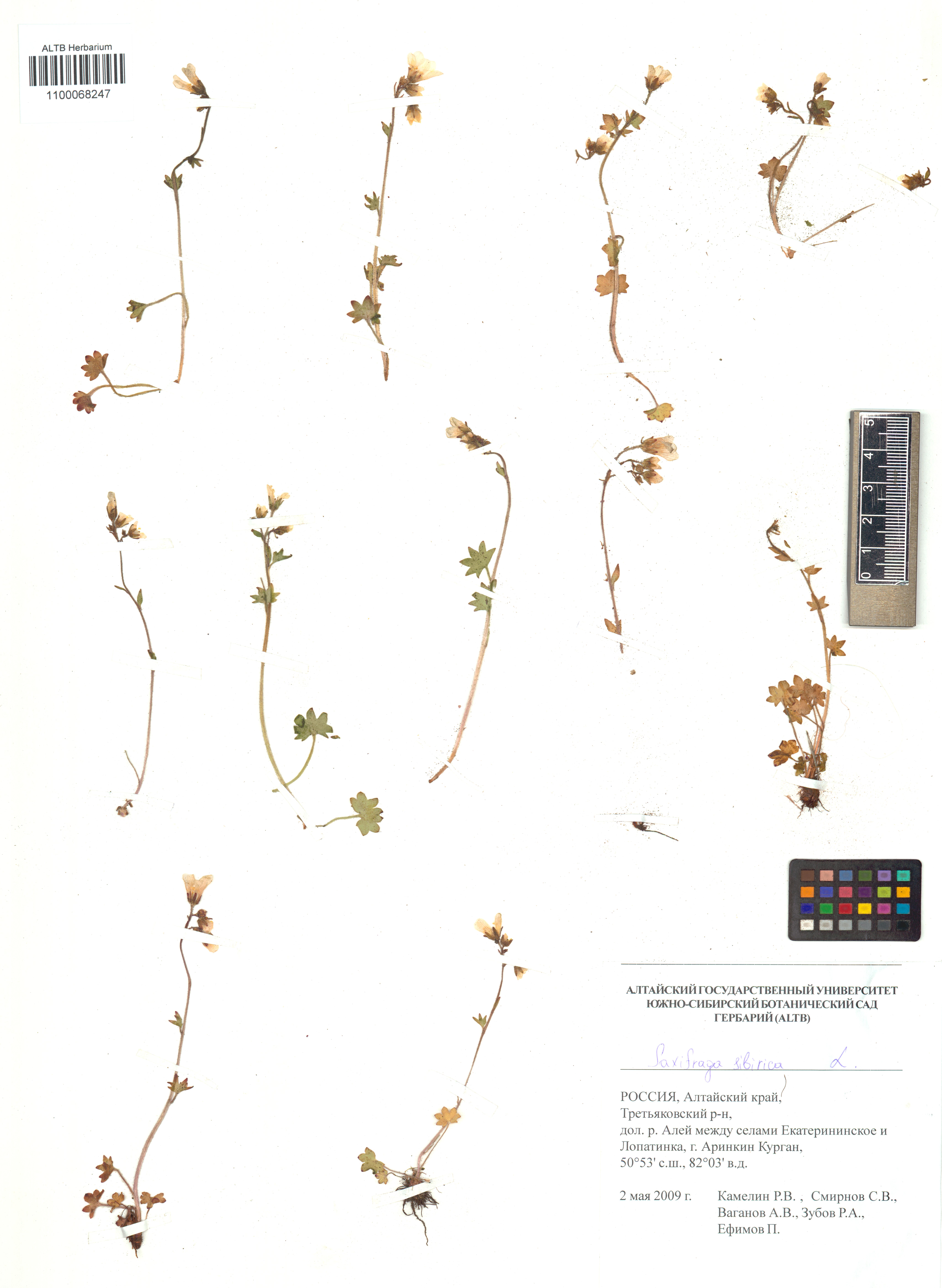 Saxifraga sibirica L.