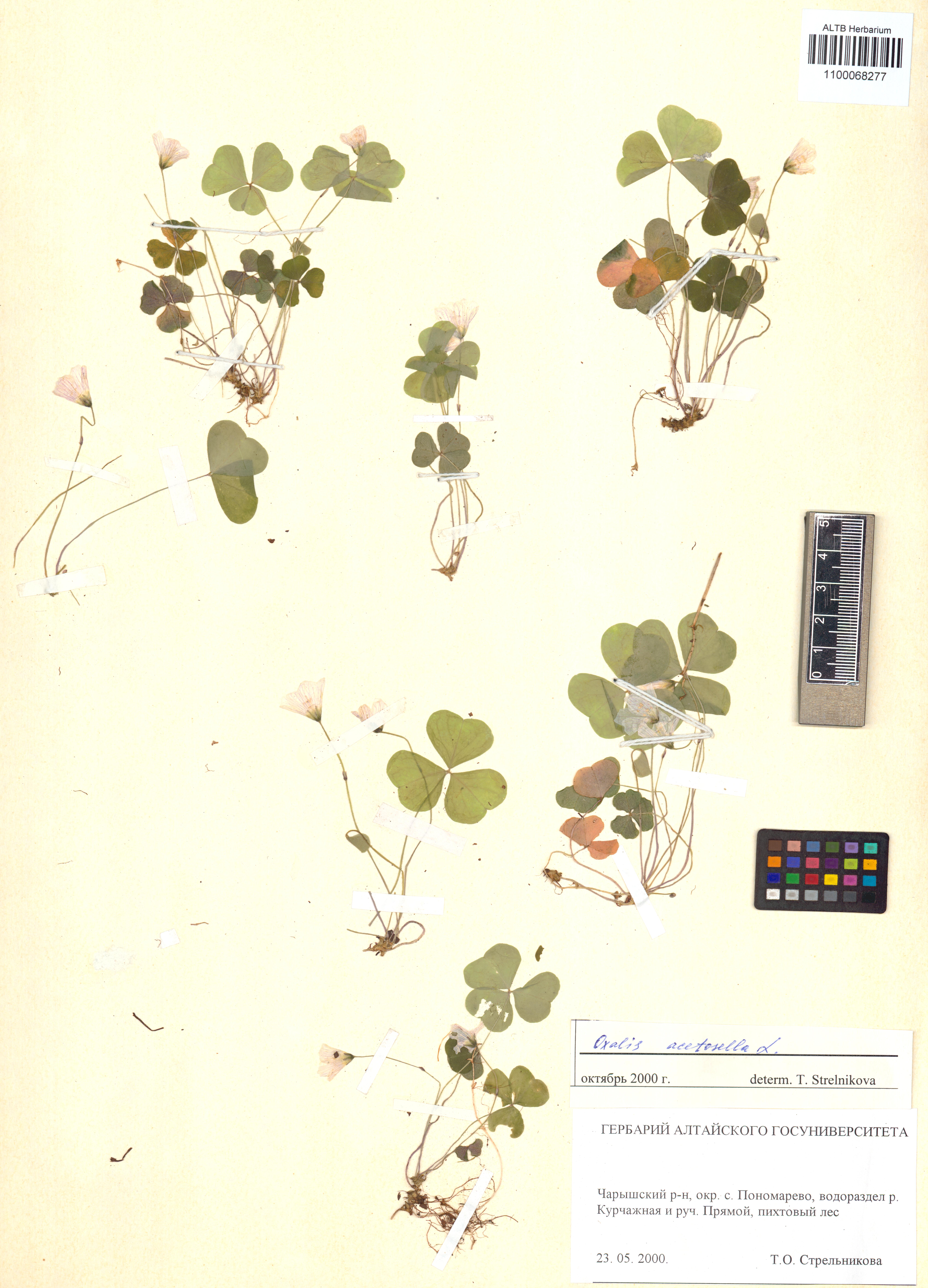 Oxalis acetosella L.