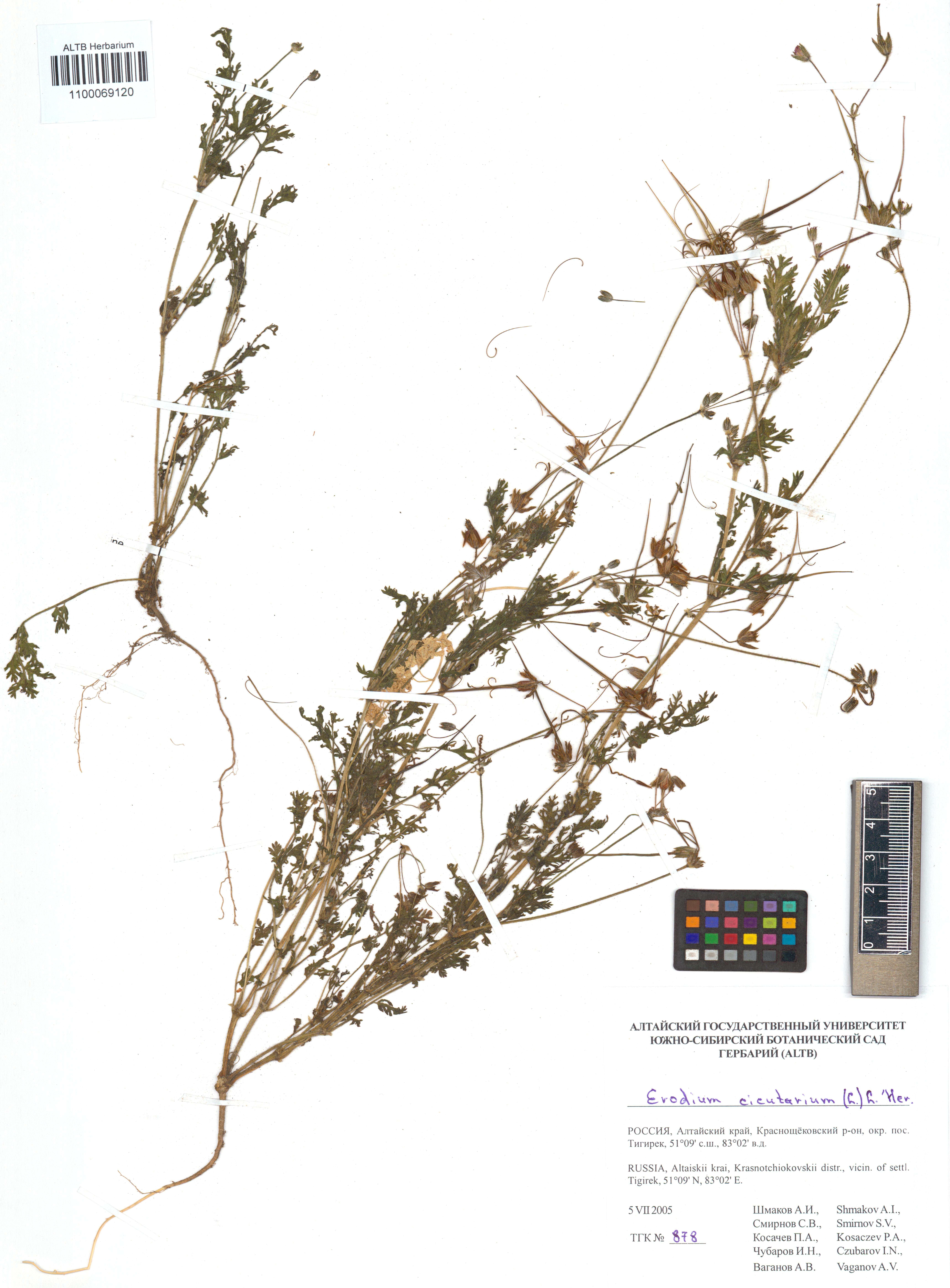 Erodium cicutarium (L.) L