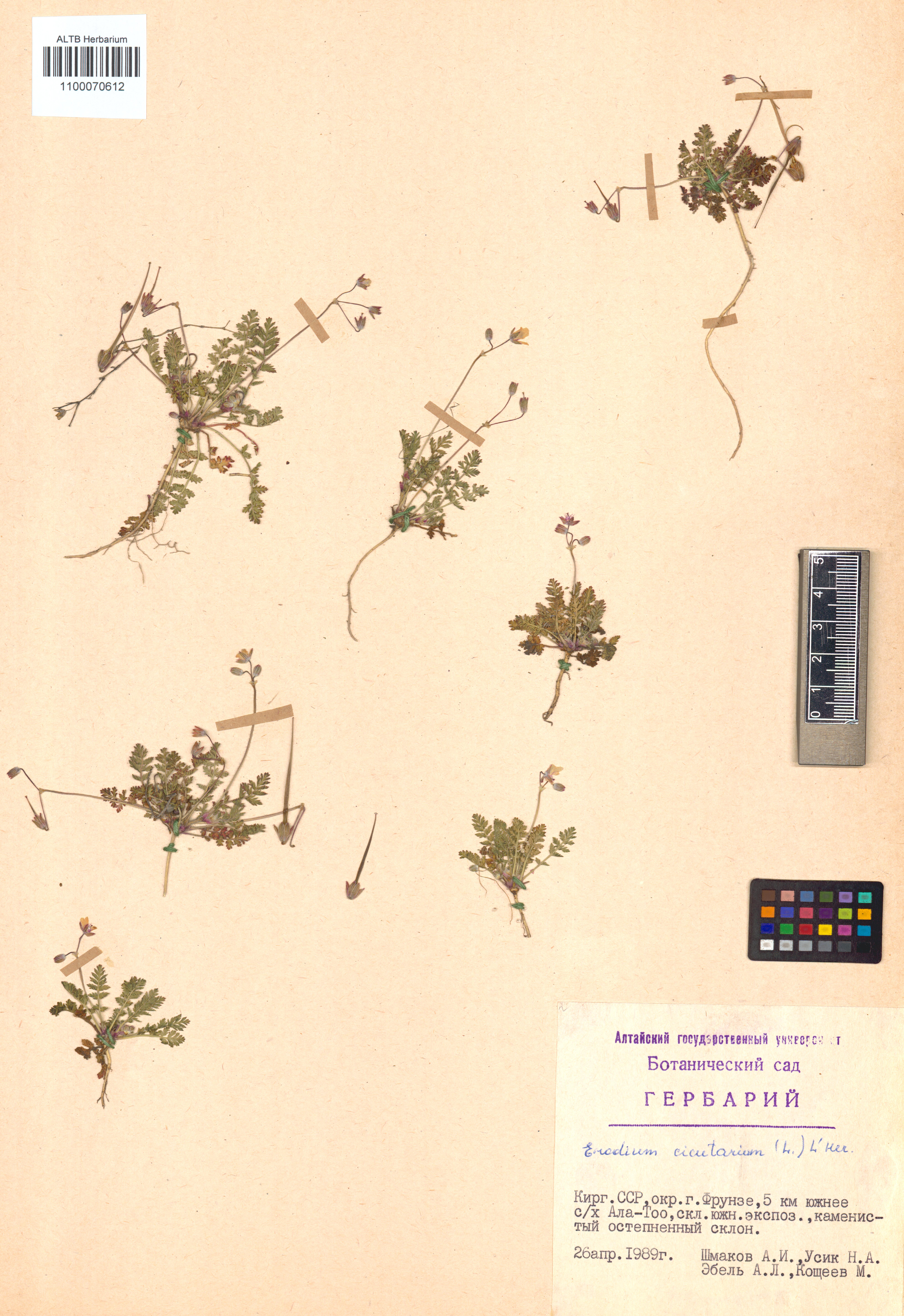 Erodium cicutarium (L.) L
