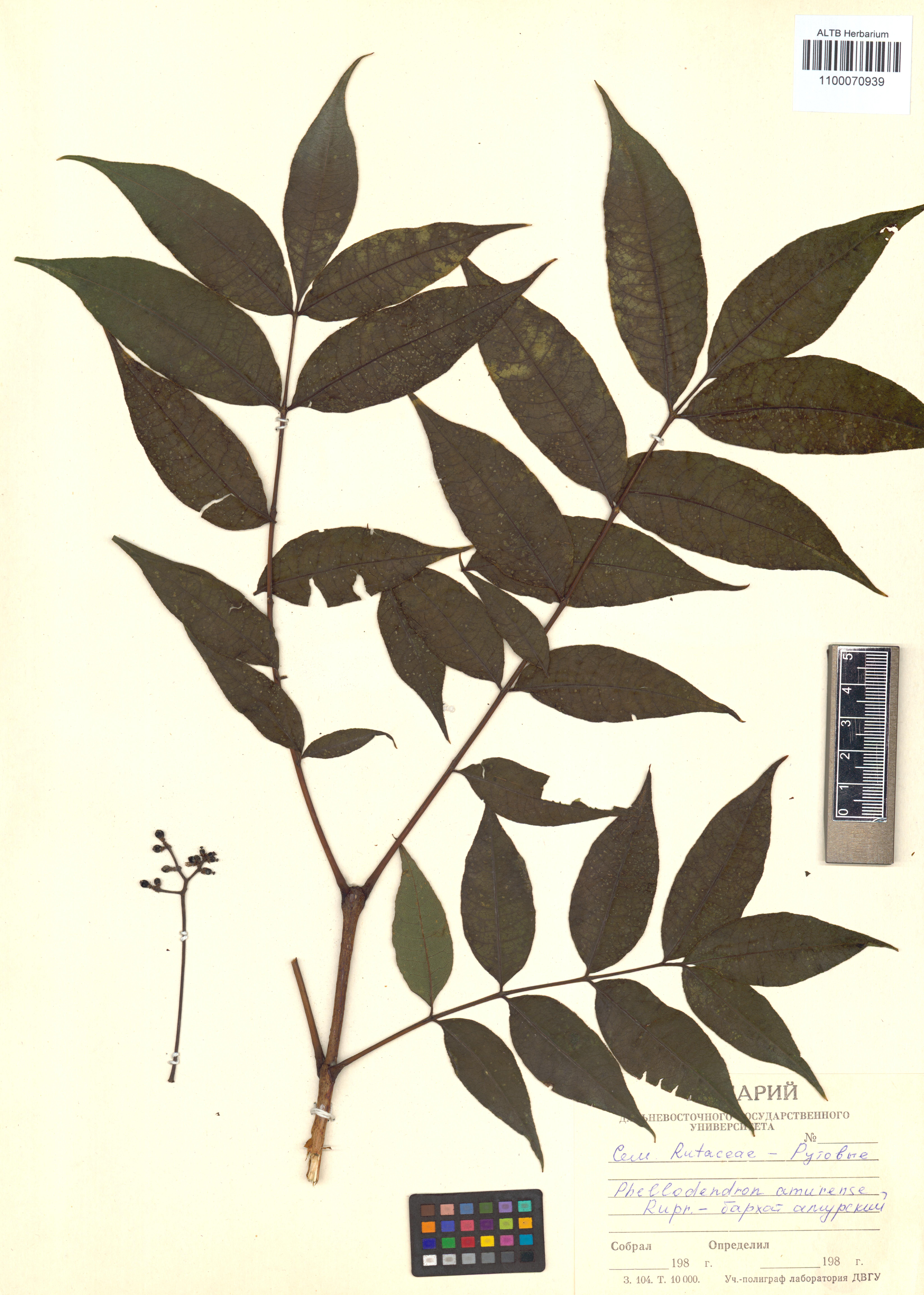 Phellodendron amurense Rupr.