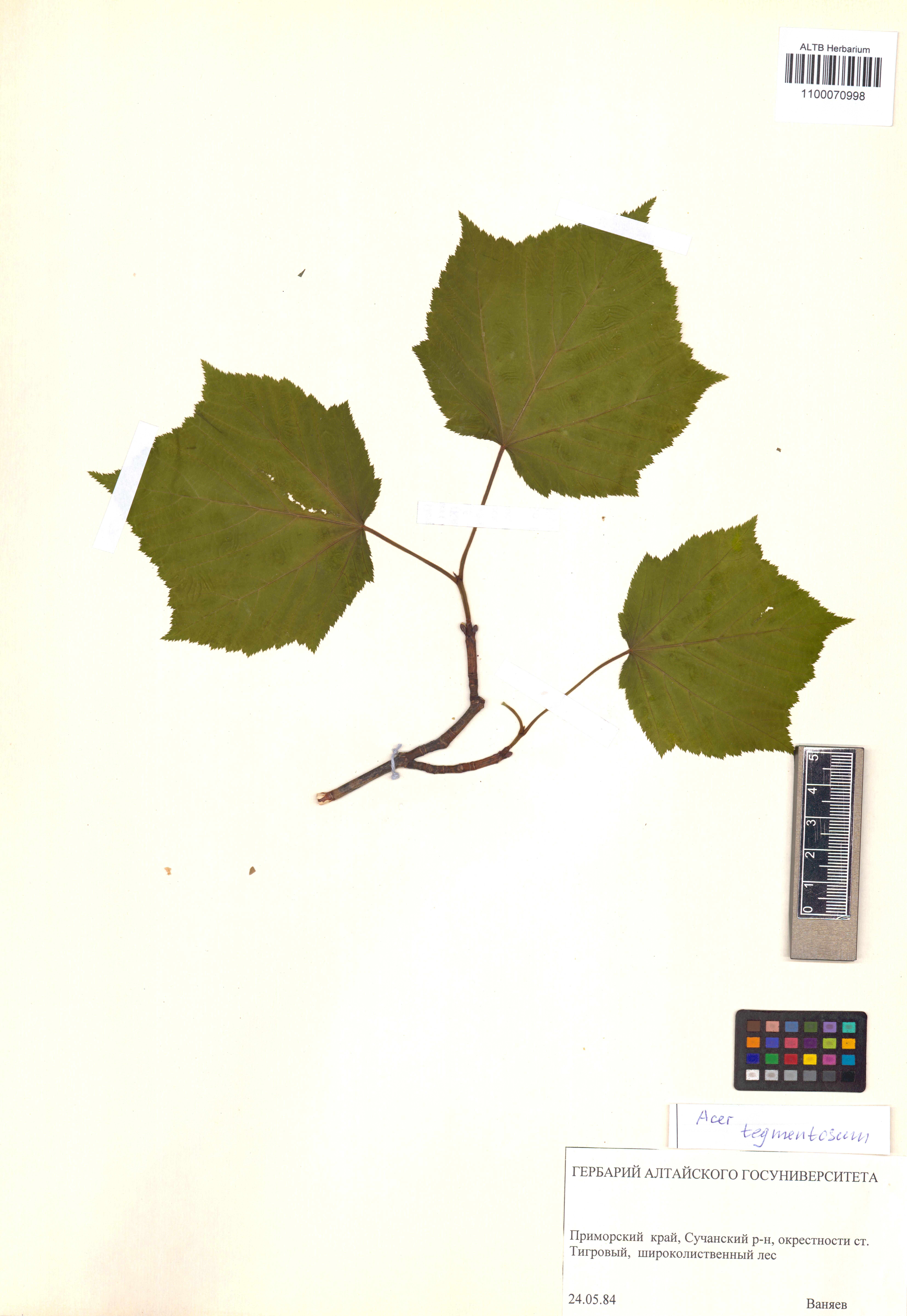 Acer tegmentosum Maxim.