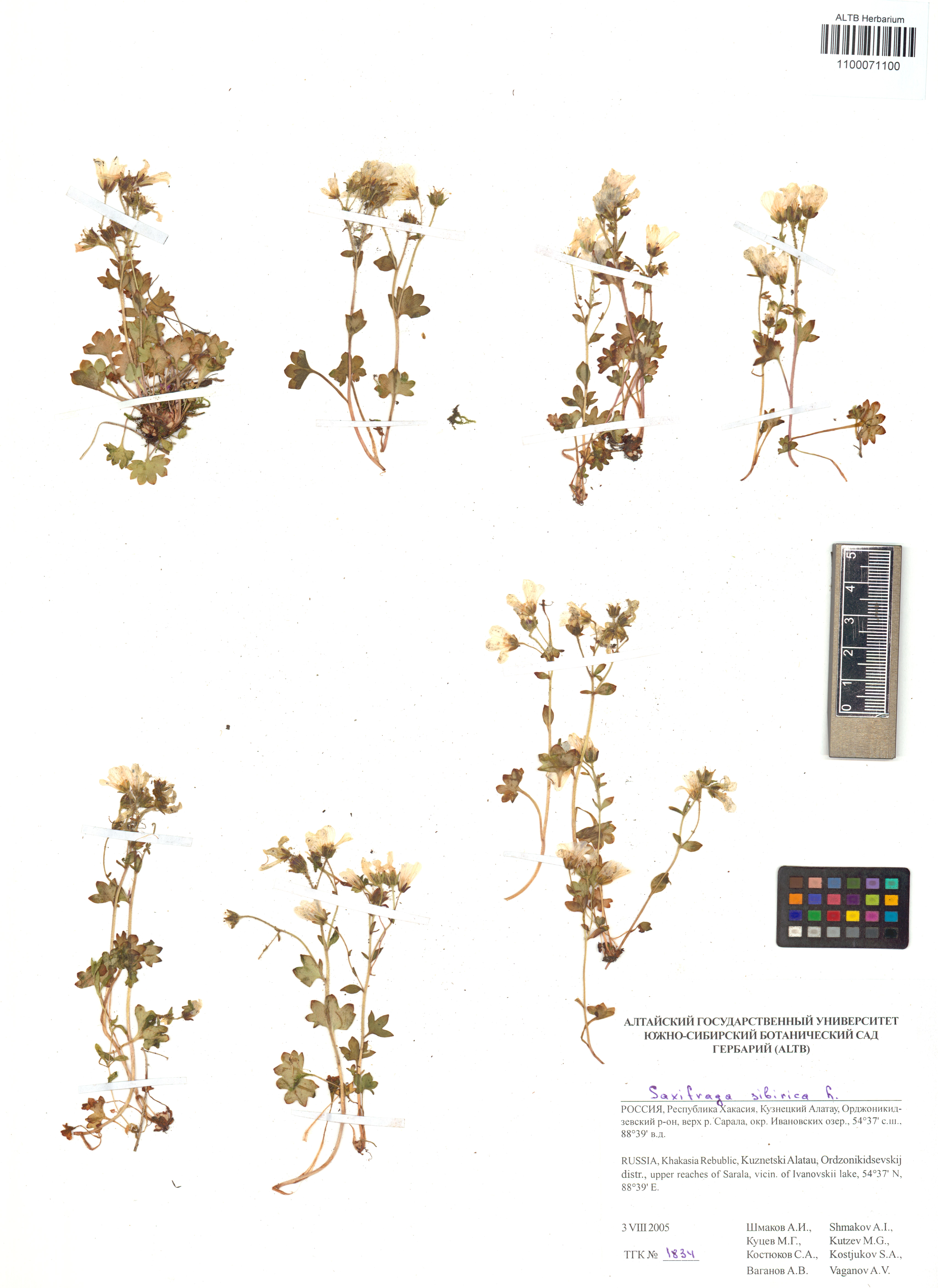 Saxifraga sibirica L.