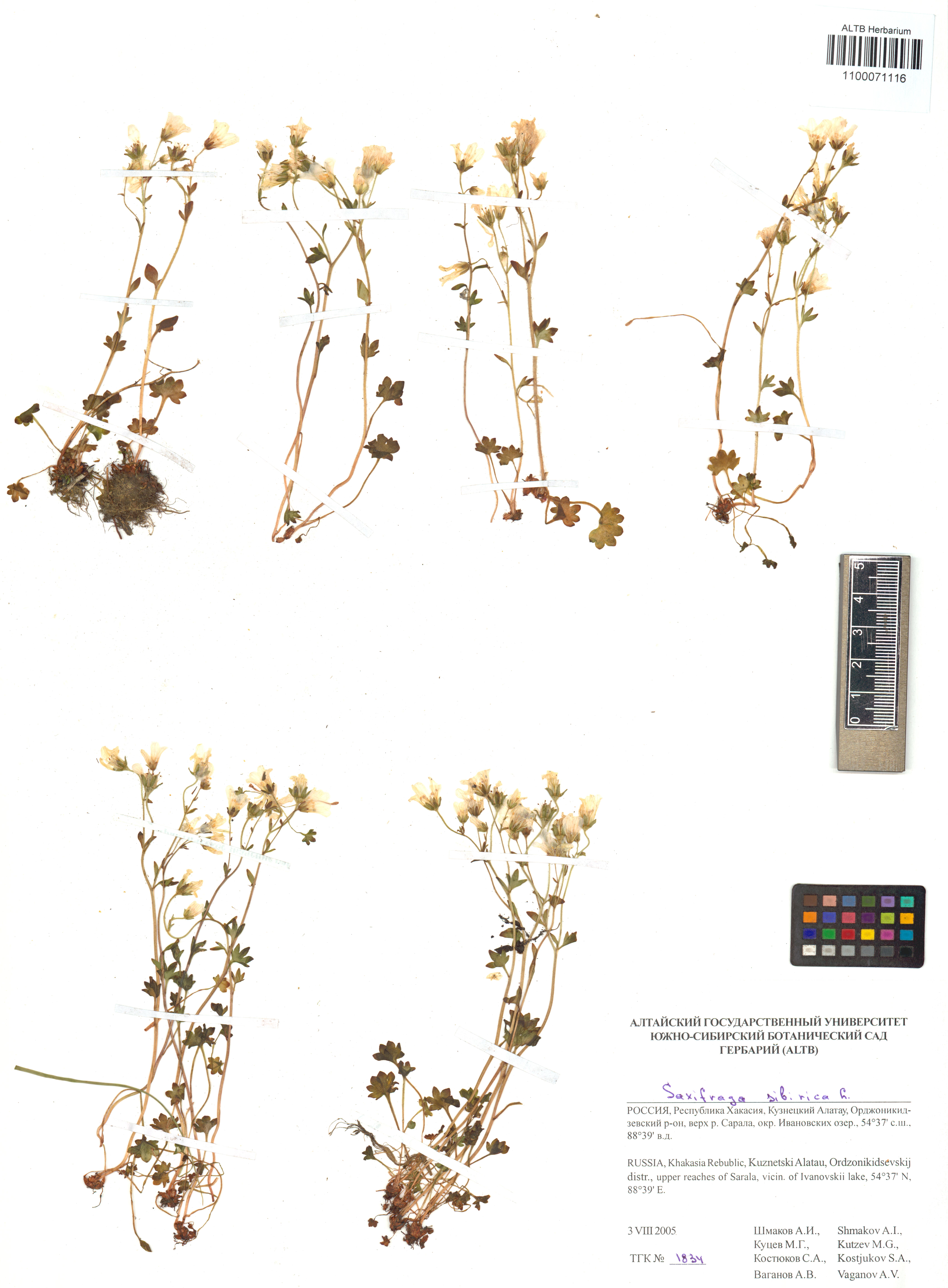 Saxifraga sibirica L.