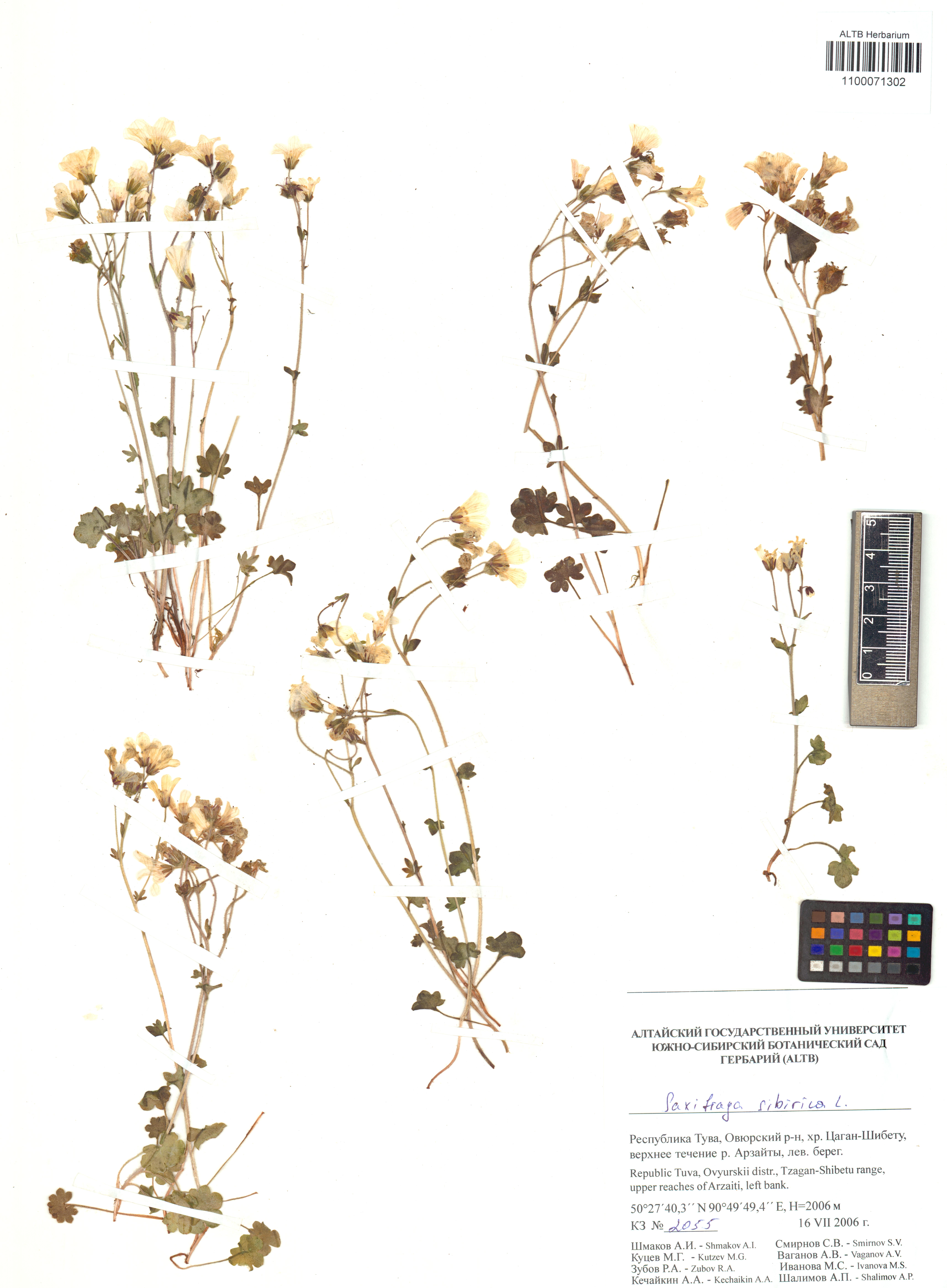 Saxifraga sibirica L.