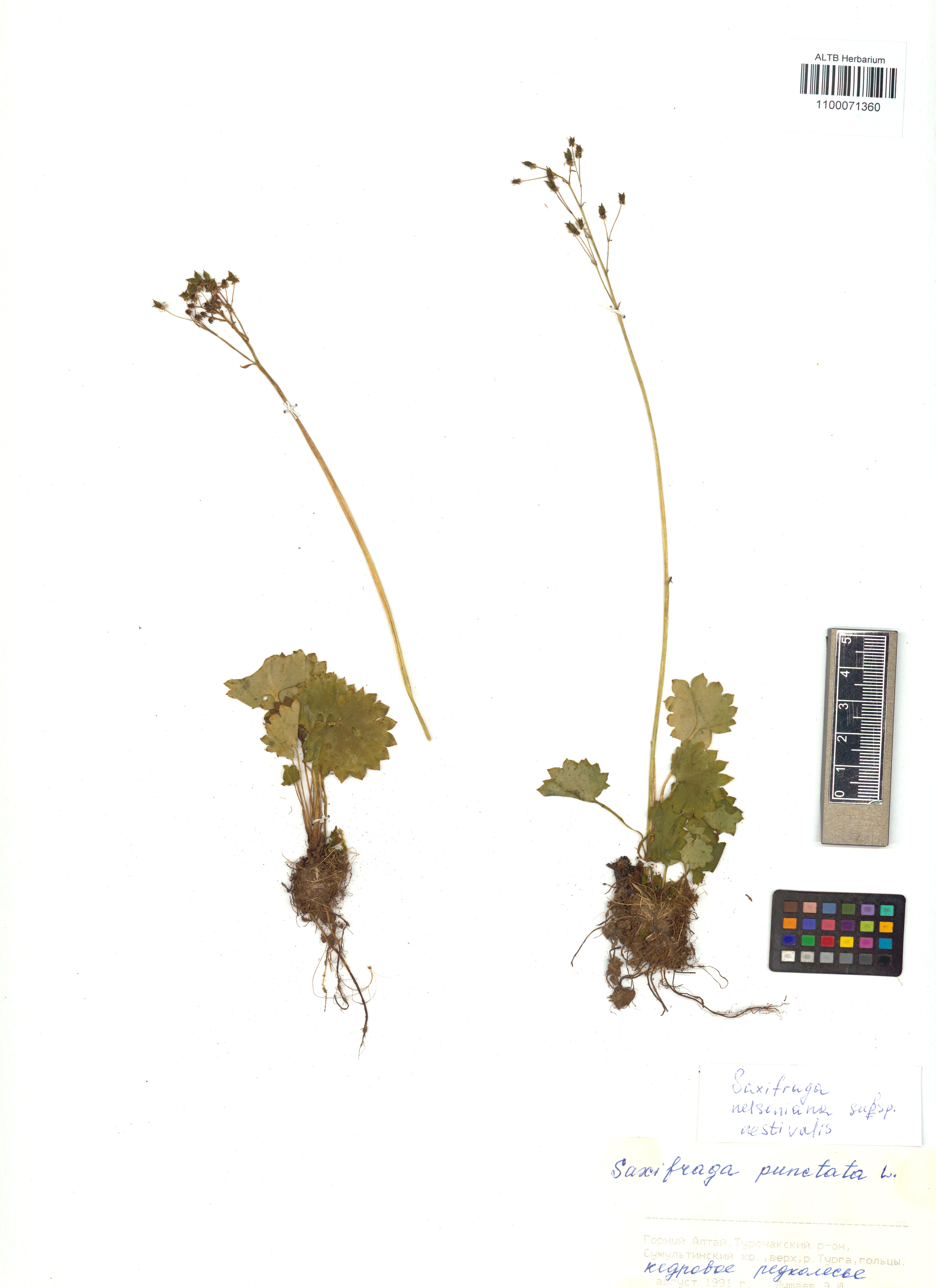 Saxifraga nelsoniana subsp. aestivalis (Fisch. & C.A.Mey.) D.A.Webb