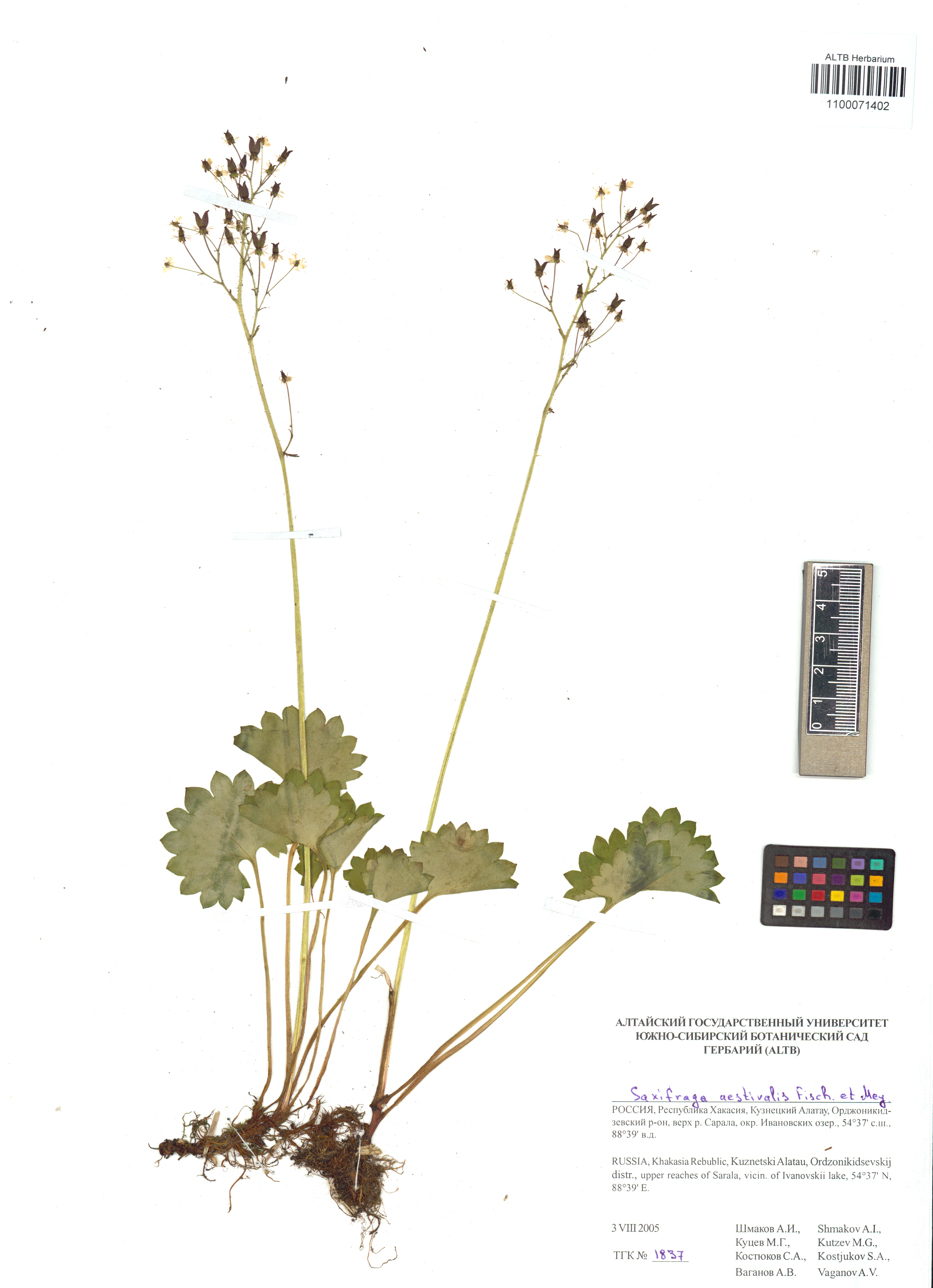 Saxifraga aestivalis Fisch. & C.A.Mey.