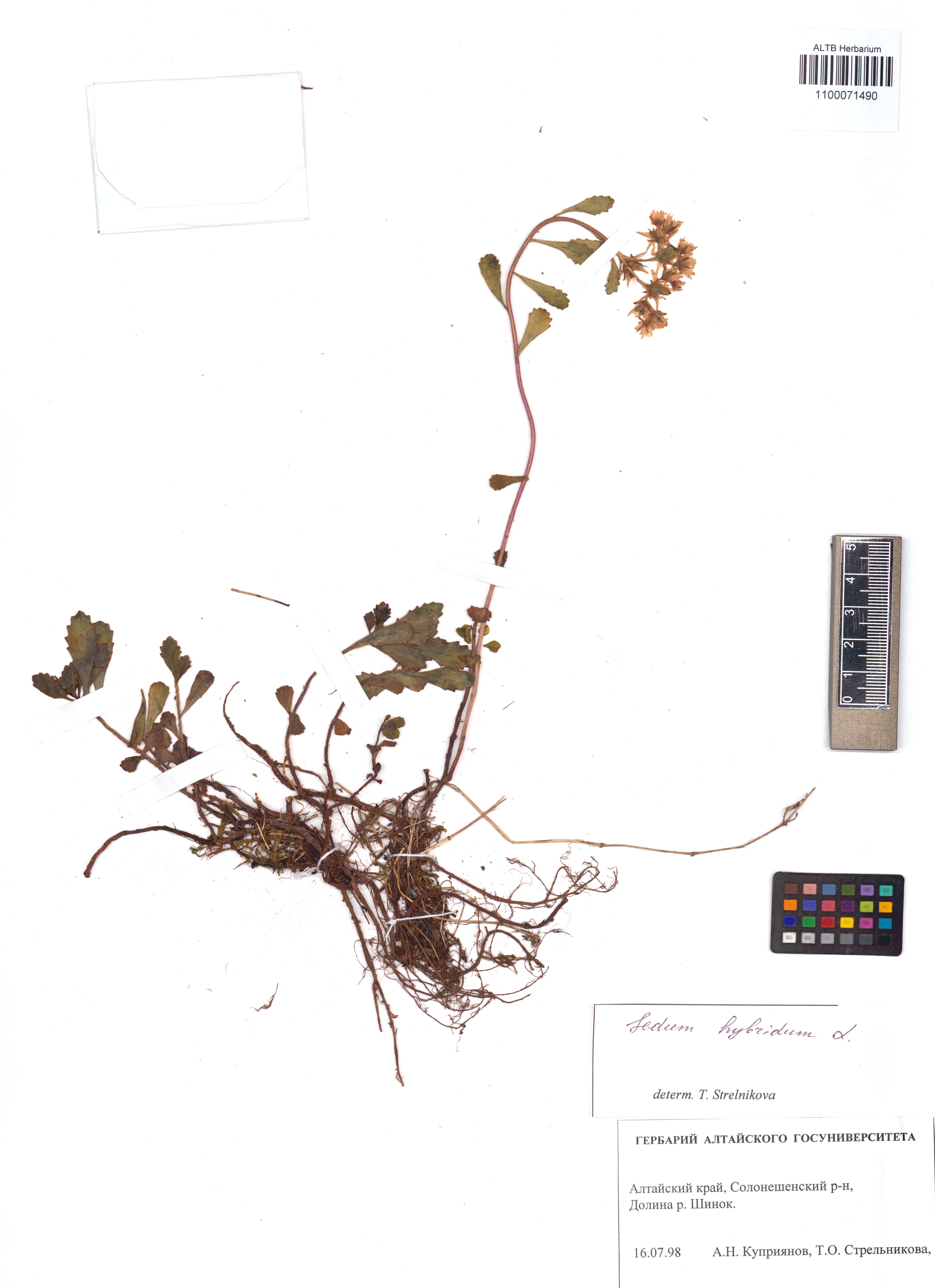 Sedum hybridum L.