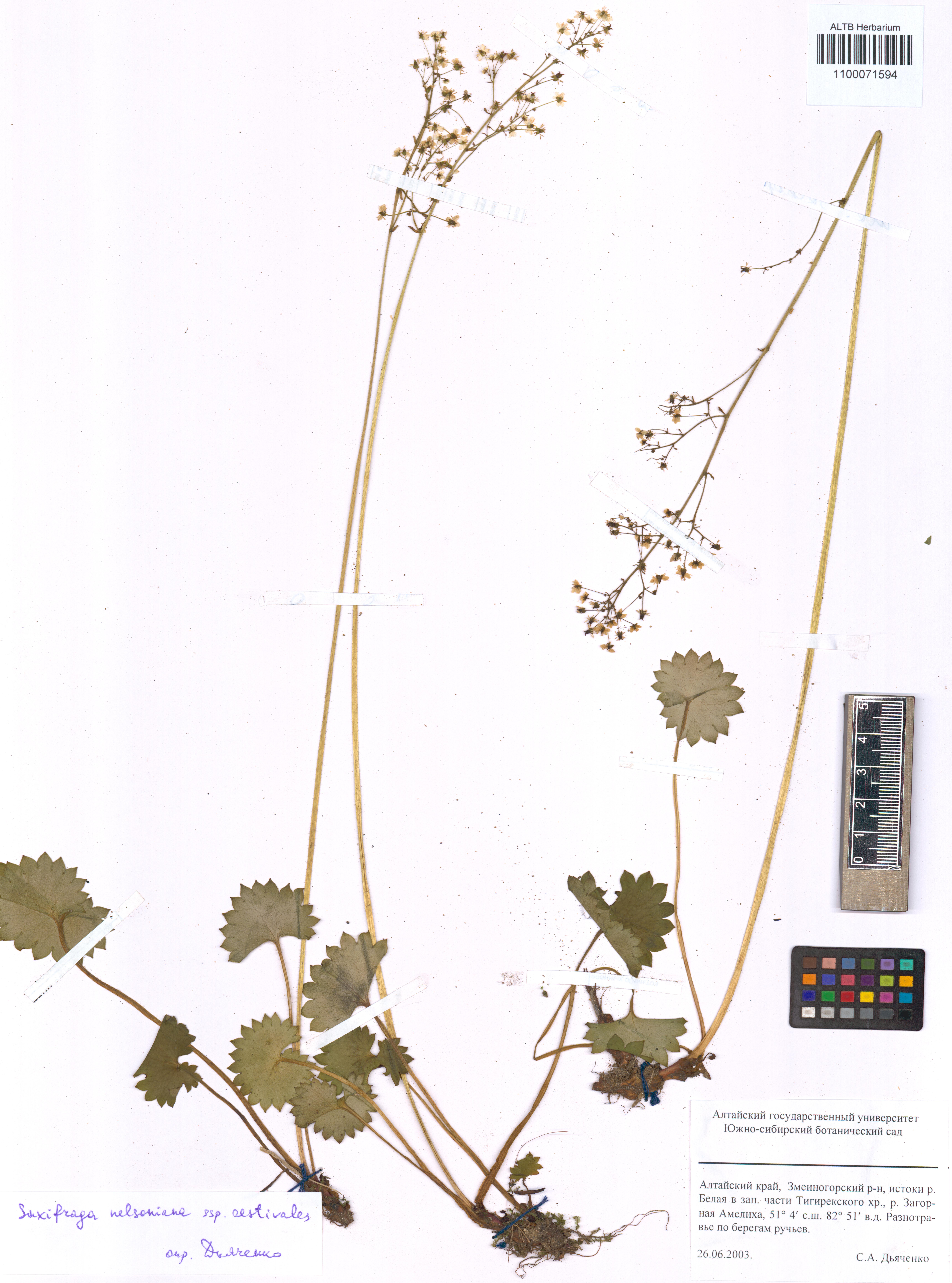 Saxifraga nelsoniana subsp. aestivalis (Fisch. & C.A.Mey.) D.A.Webb
